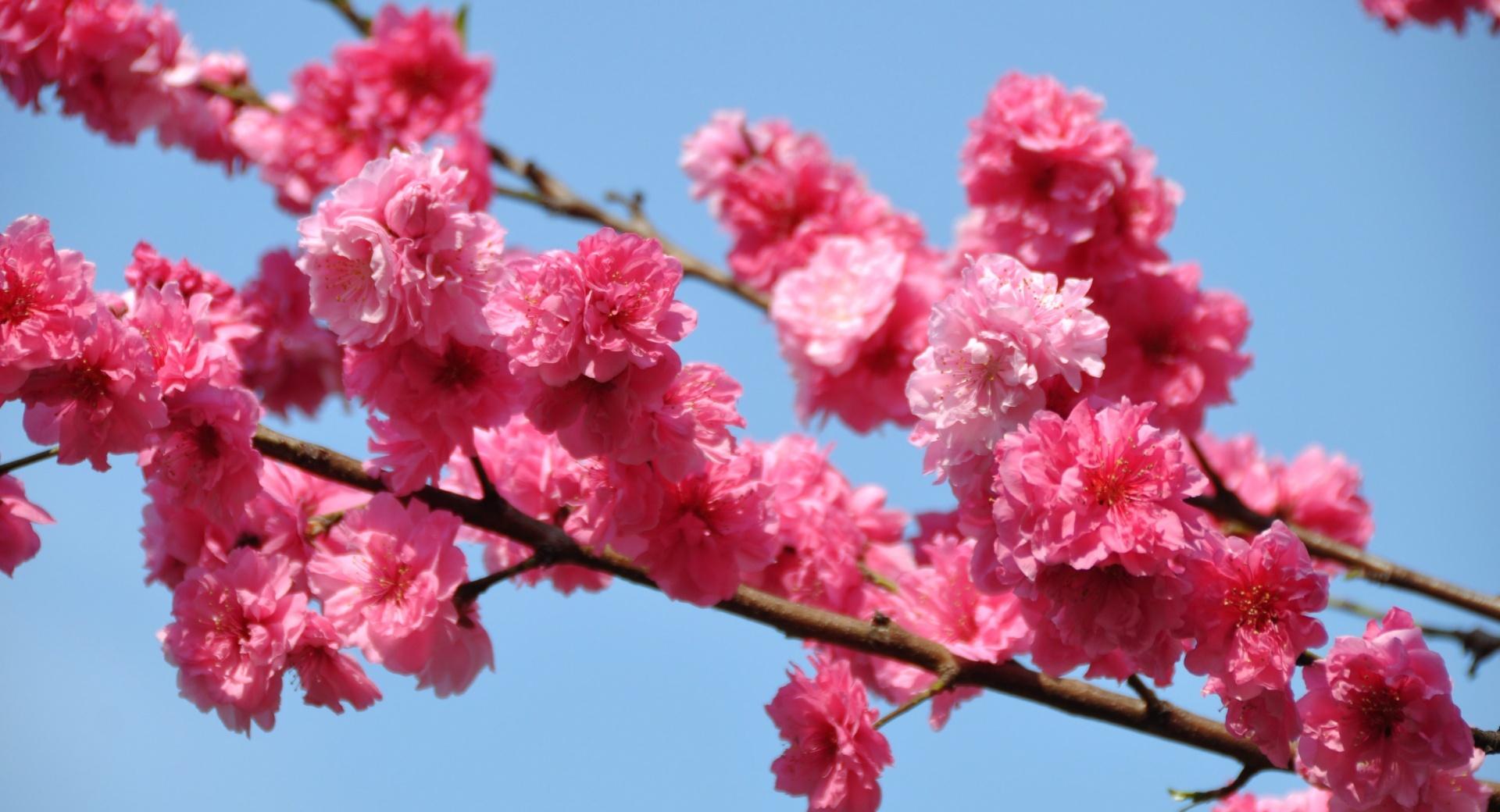 Peach Tree In Bloom, Tokyo at 2048 x 2048 iPad size wallpapers HD quality