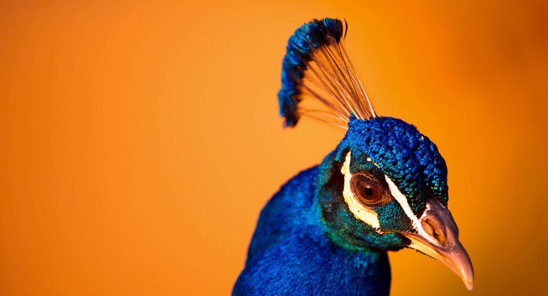 Peacock Head at 640 x 960 iPhone 4 size wallpapers HD quality