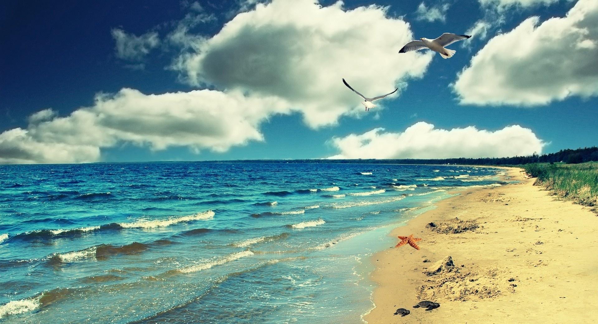 Perfect Ocean Beach - Birds at 640 x 960 iPhone 4 size wallpapers HD quality