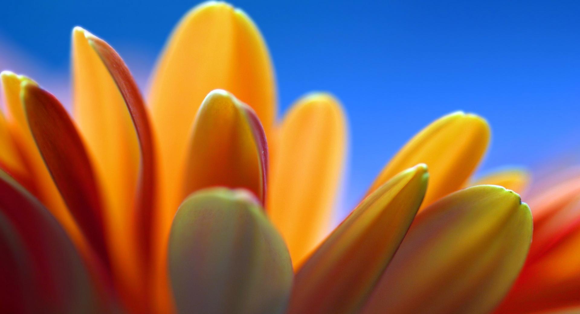 Petals Macro at 320 x 480 iPhone size wallpapers HD quality