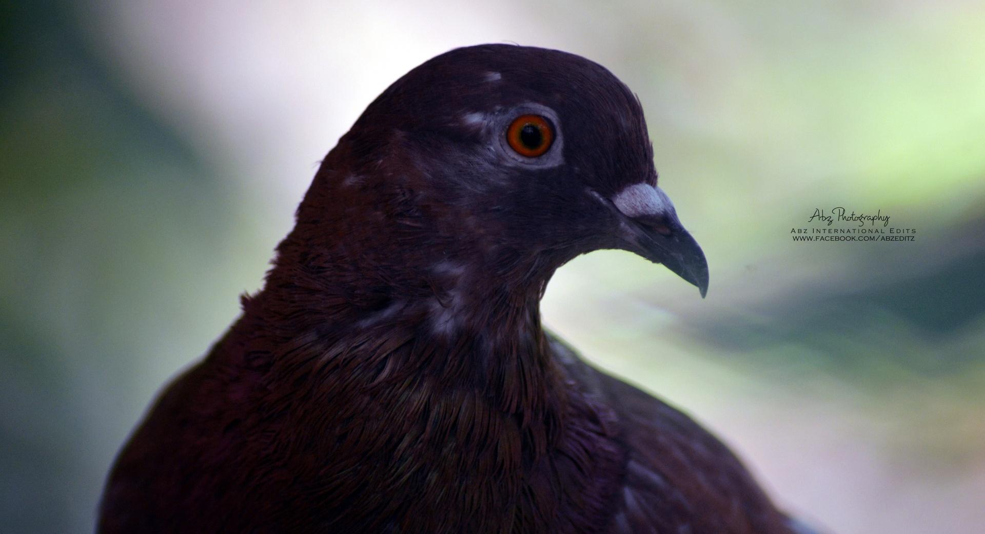 Pigeon Orange Eyes at 2048 x 2048 iPad size wallpapers HD quality
