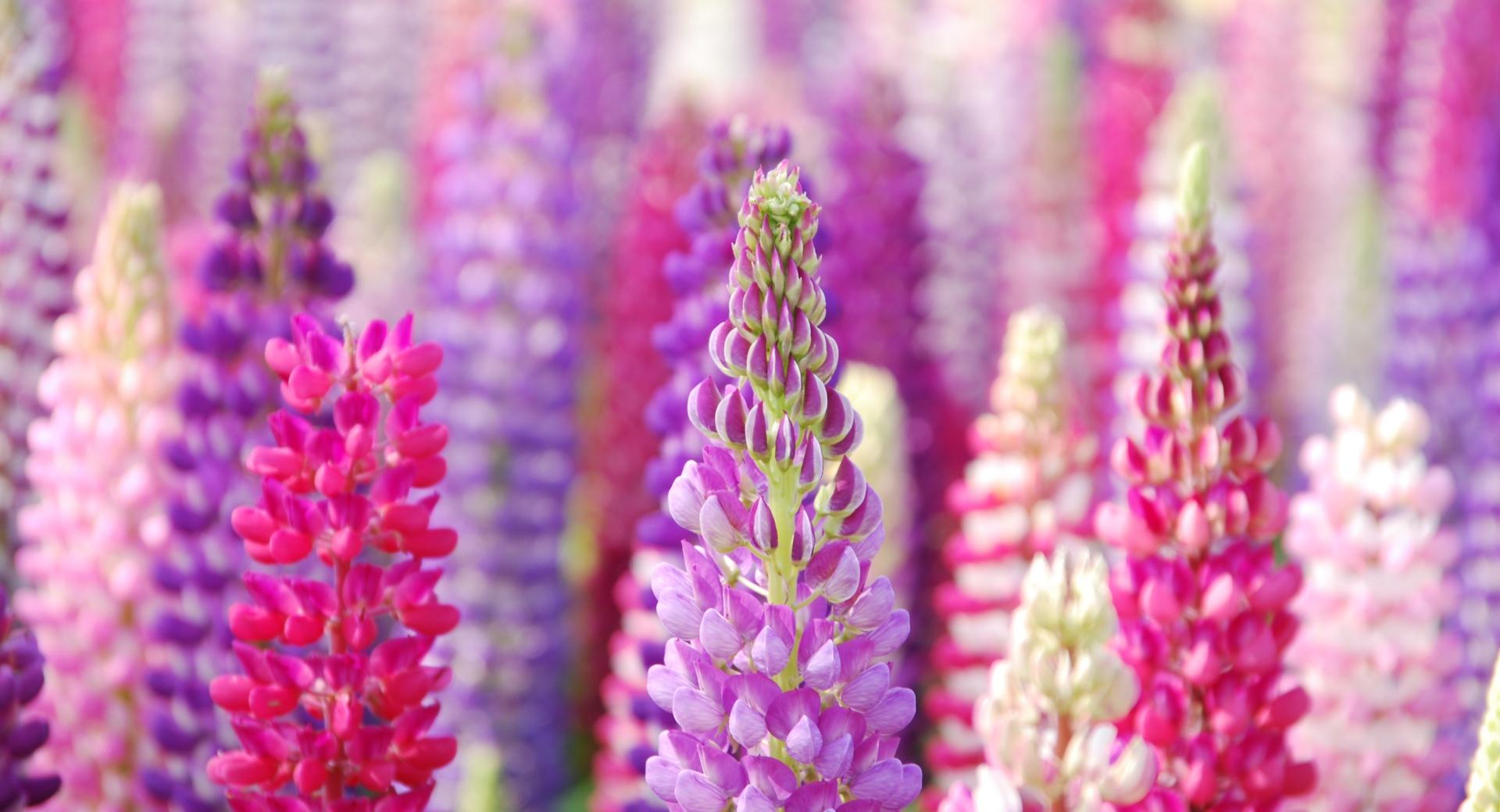 Pink And Purple Lupin Flowers at 1152 x 864 size wallpapers HD quality