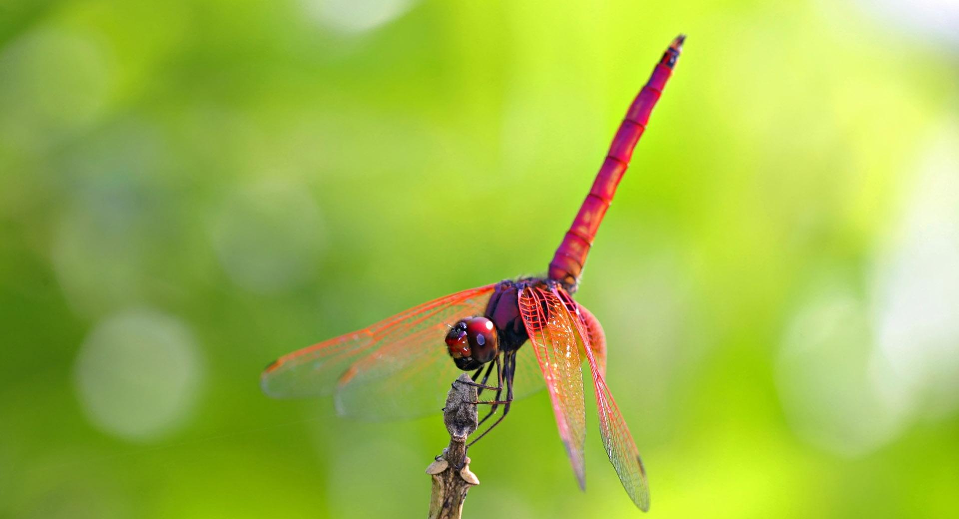 Pink And Red Dragonfly at 640 x 960 iPhone 4 size wallpapers HD quality