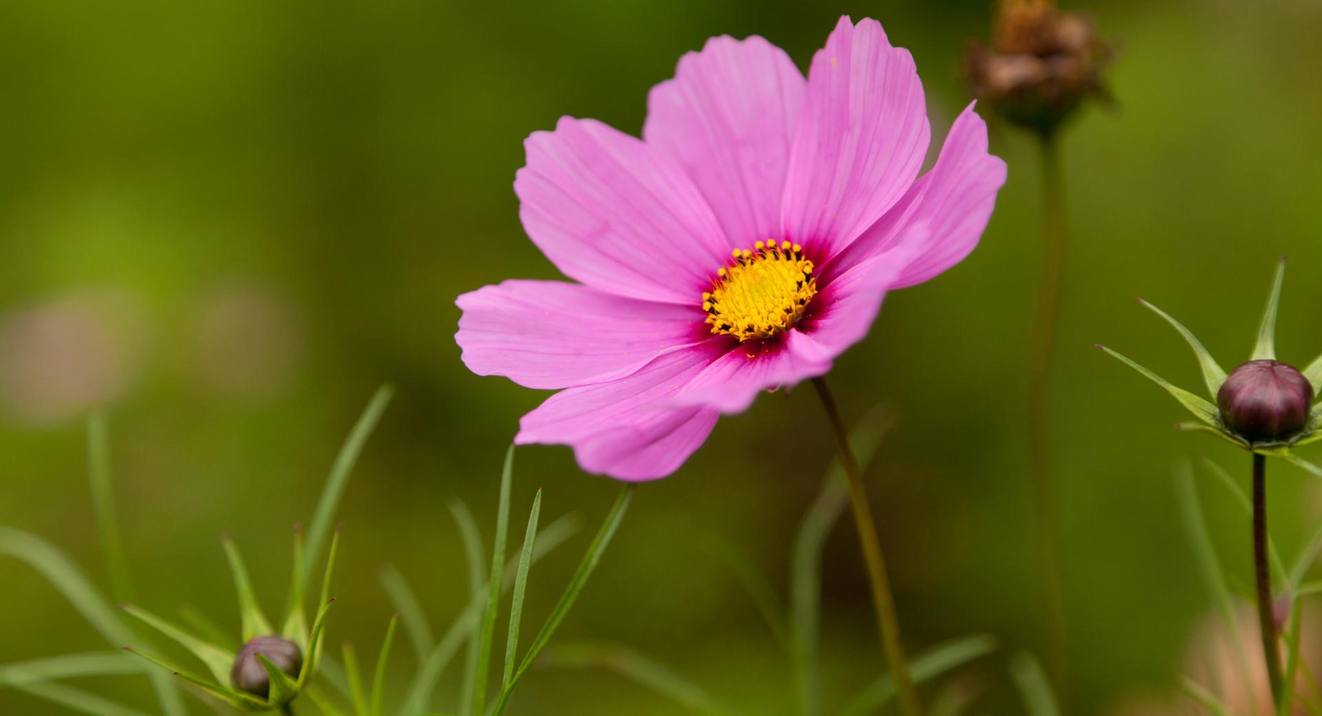 Pink Cosmos Flower at 320 x 480 iPhone size wallpapers HD quality