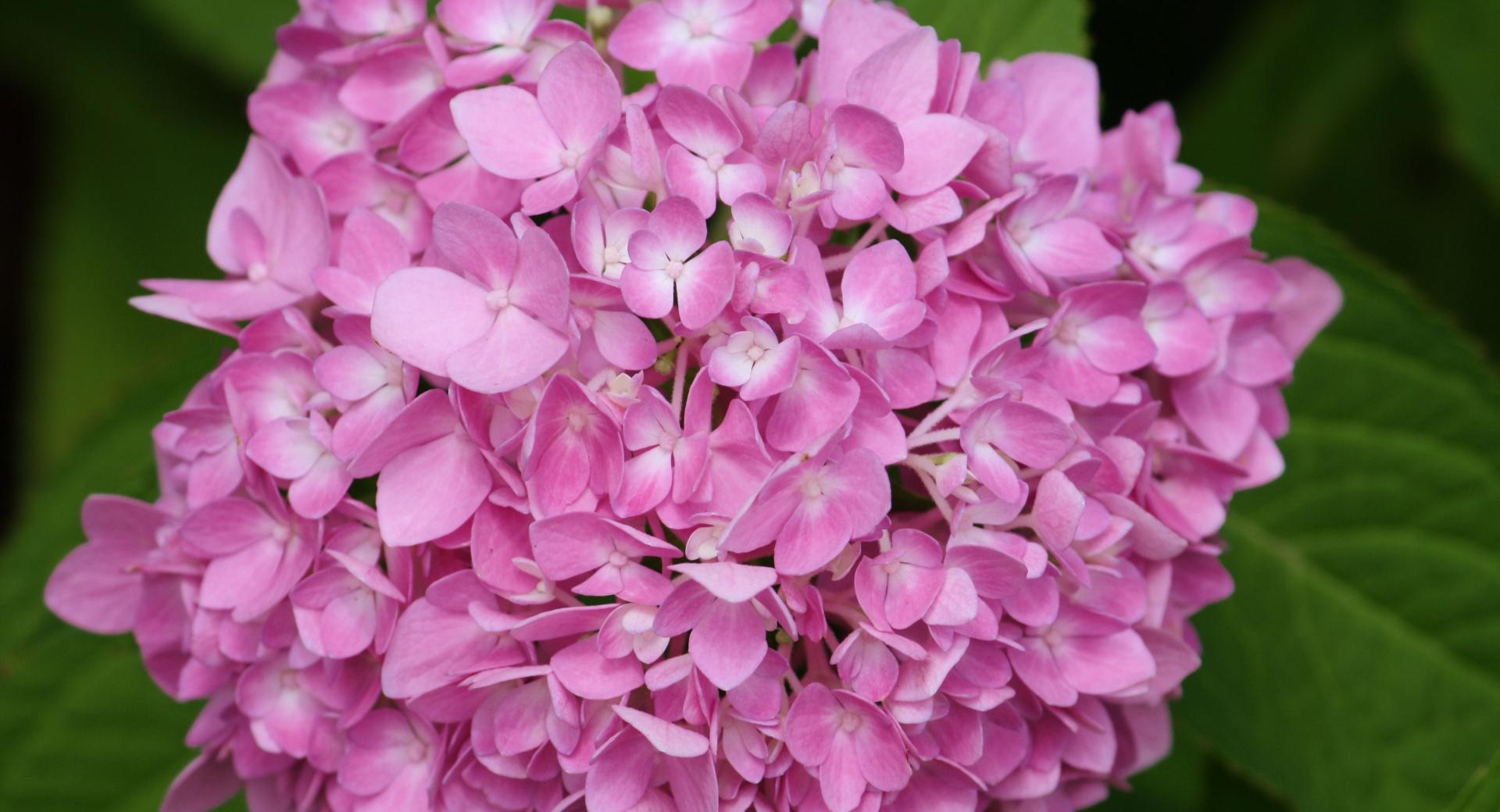 Pink Hydrangea at 1024 x 1024 iPad size wallpapers HD quality