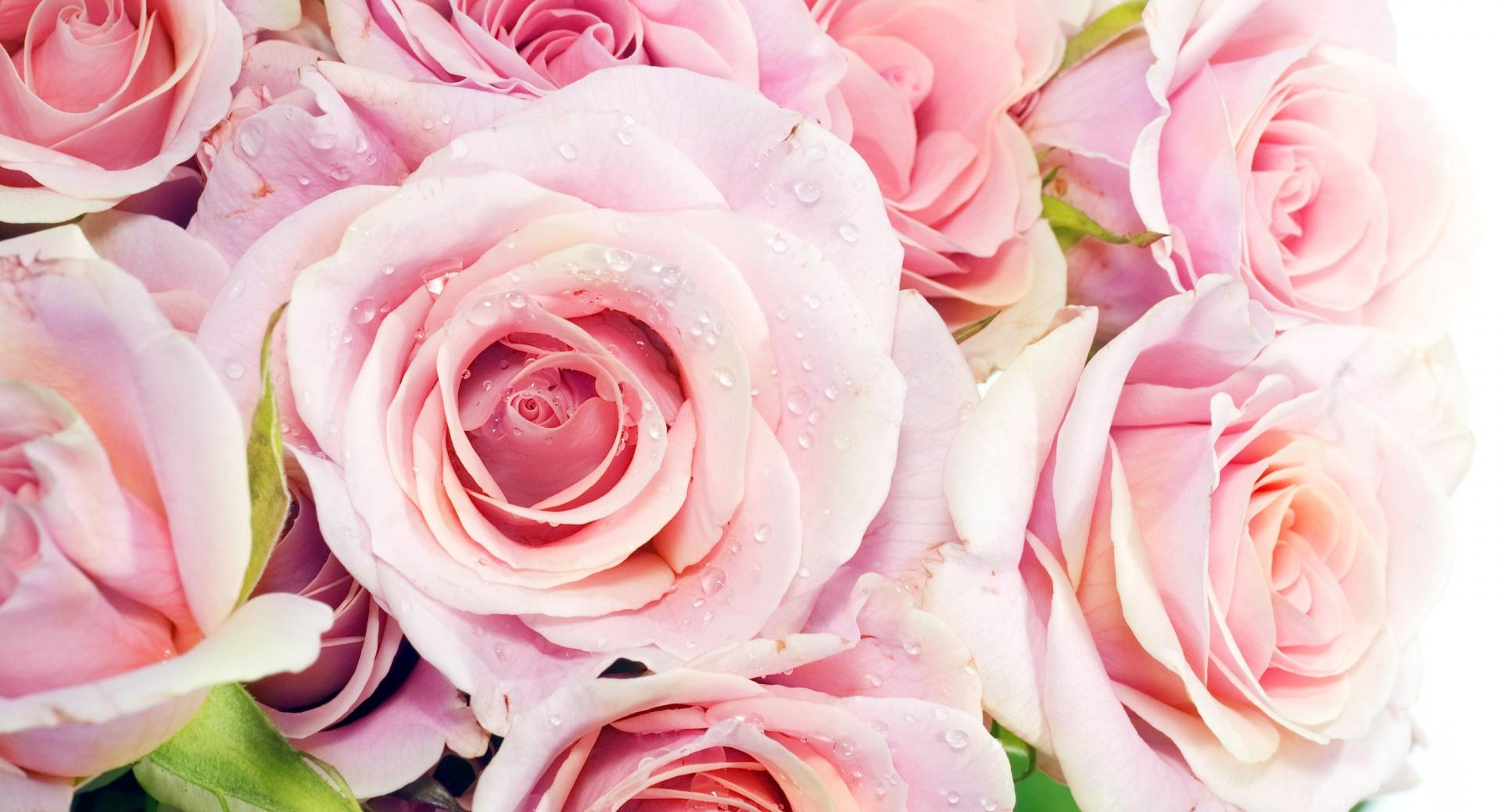 Pink Roses at 750 x 1334 iPhone 6 size wallpapers HD quality