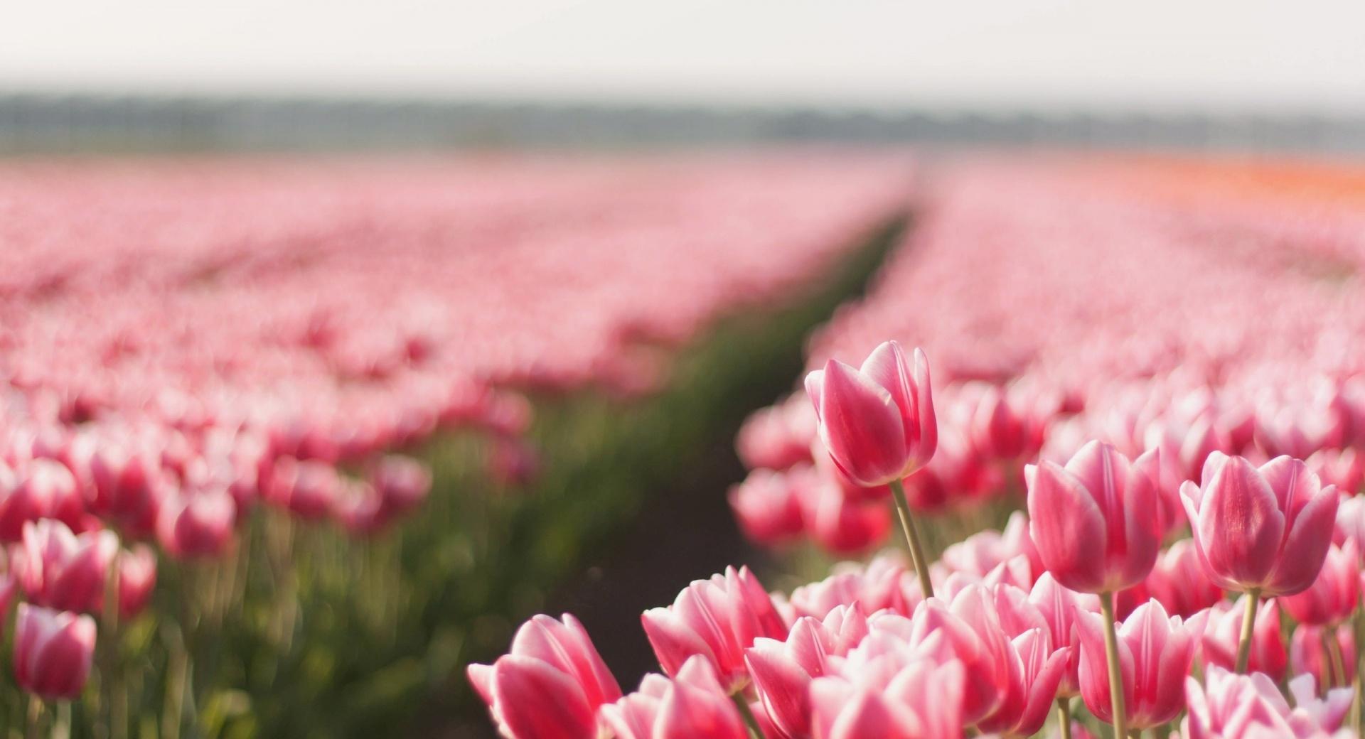 Pink Tulip Field at 2048 x 2048 iPad size wallpapers HD quality