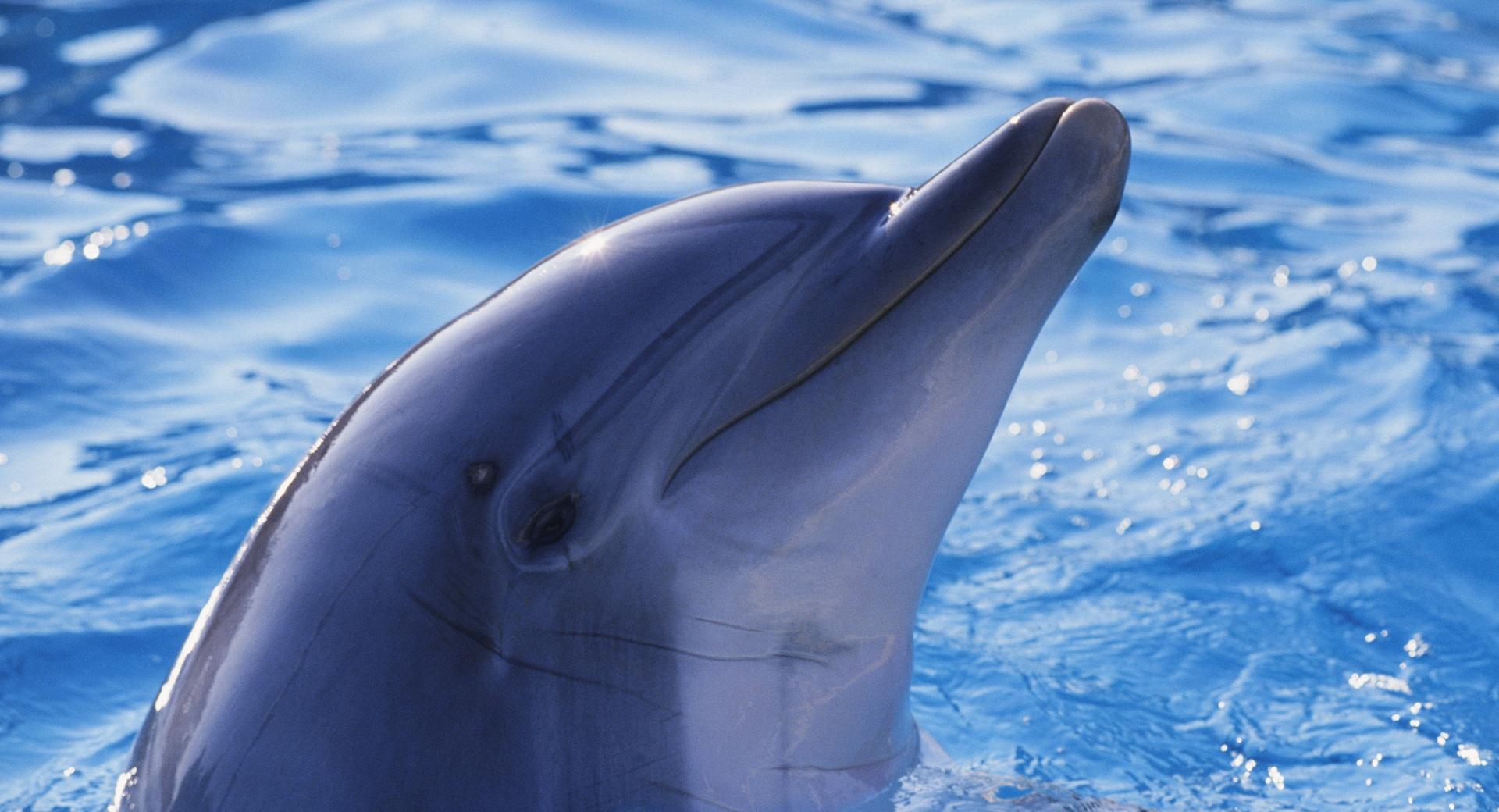 Playful Dolphin at 750 x 1334 iPhone 6 size wallpapers HD quality
