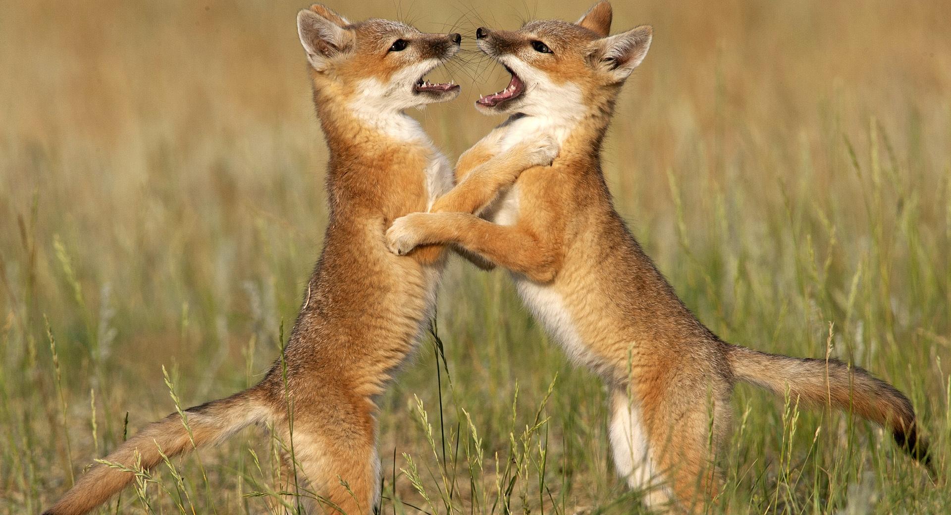 Playful Foxes at 2048 x 2048 iPad size wallpapers HD quality