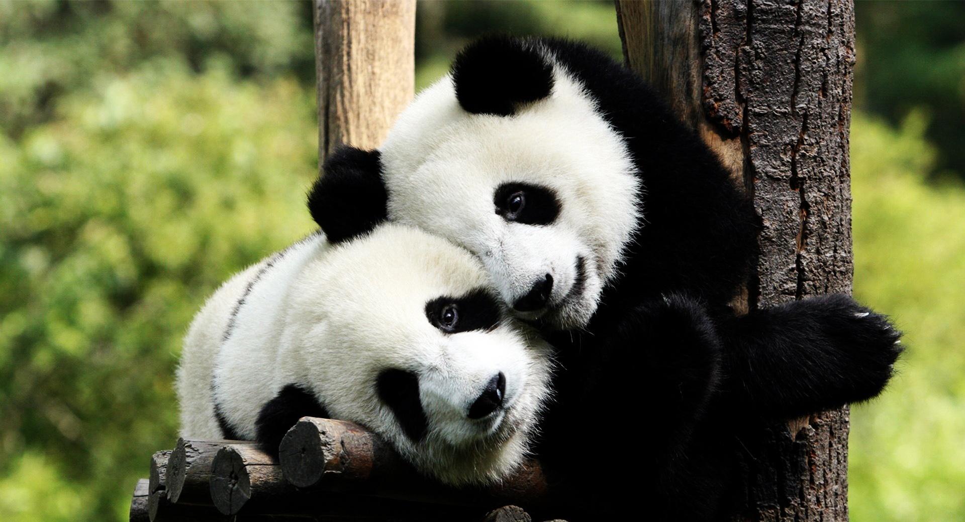 Playful Pandas at 1024 x 768 size wallpapers HD quality