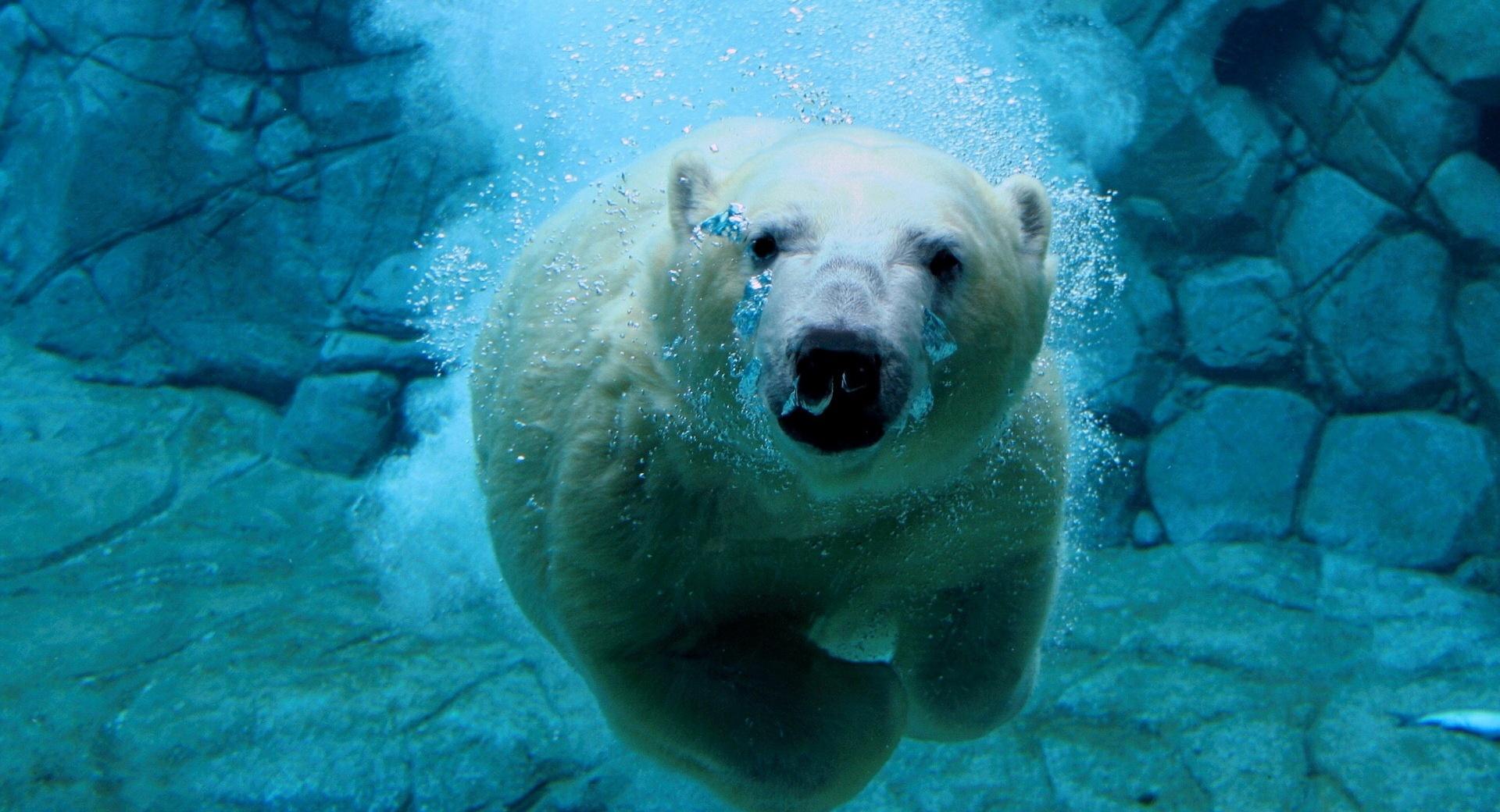 Polar Bear Swimming at 1024 x 1024 iPad size wallpapers HD quality