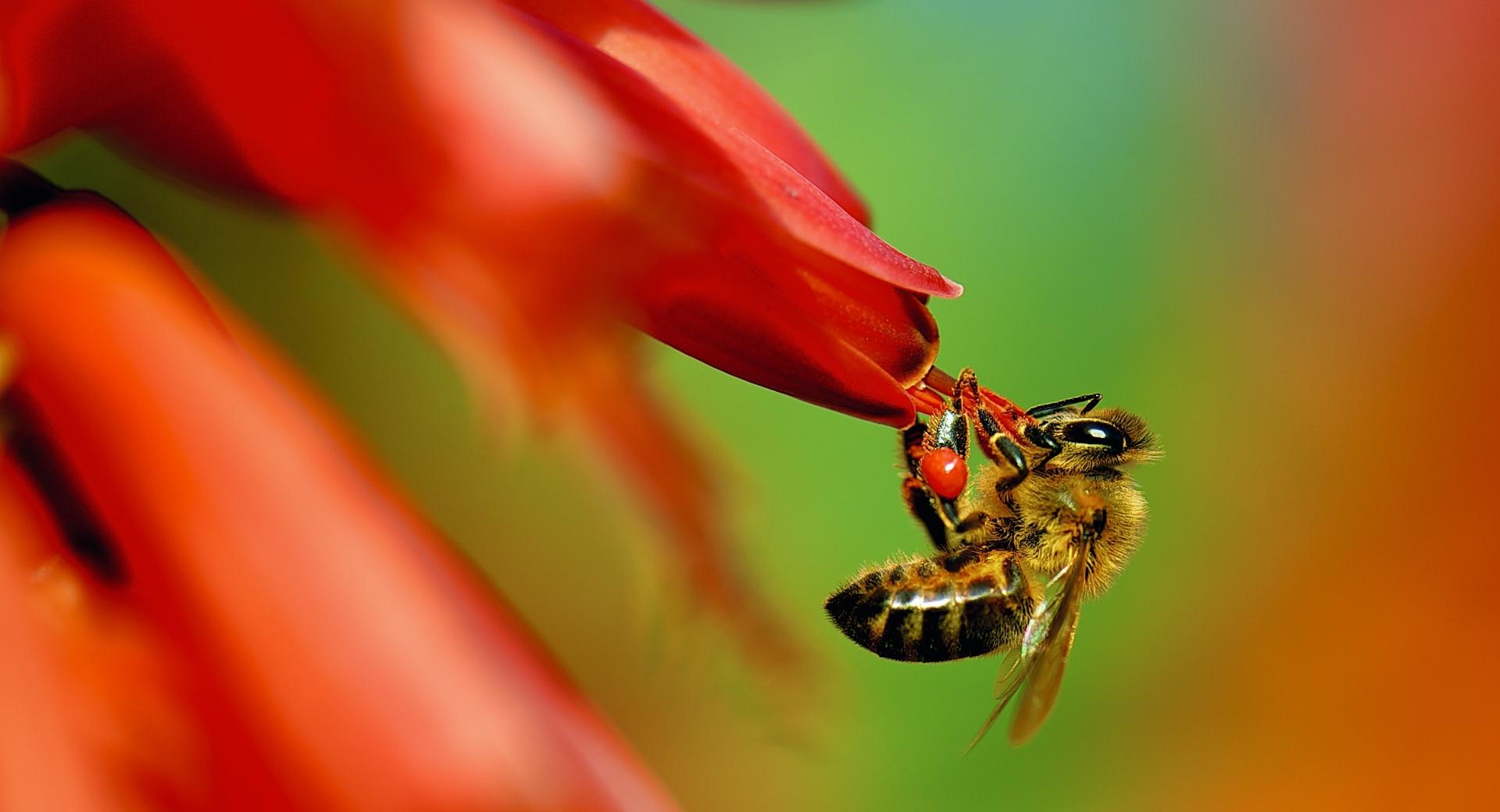Pollinator at 1600 x 1200 size wallpapers HD quality