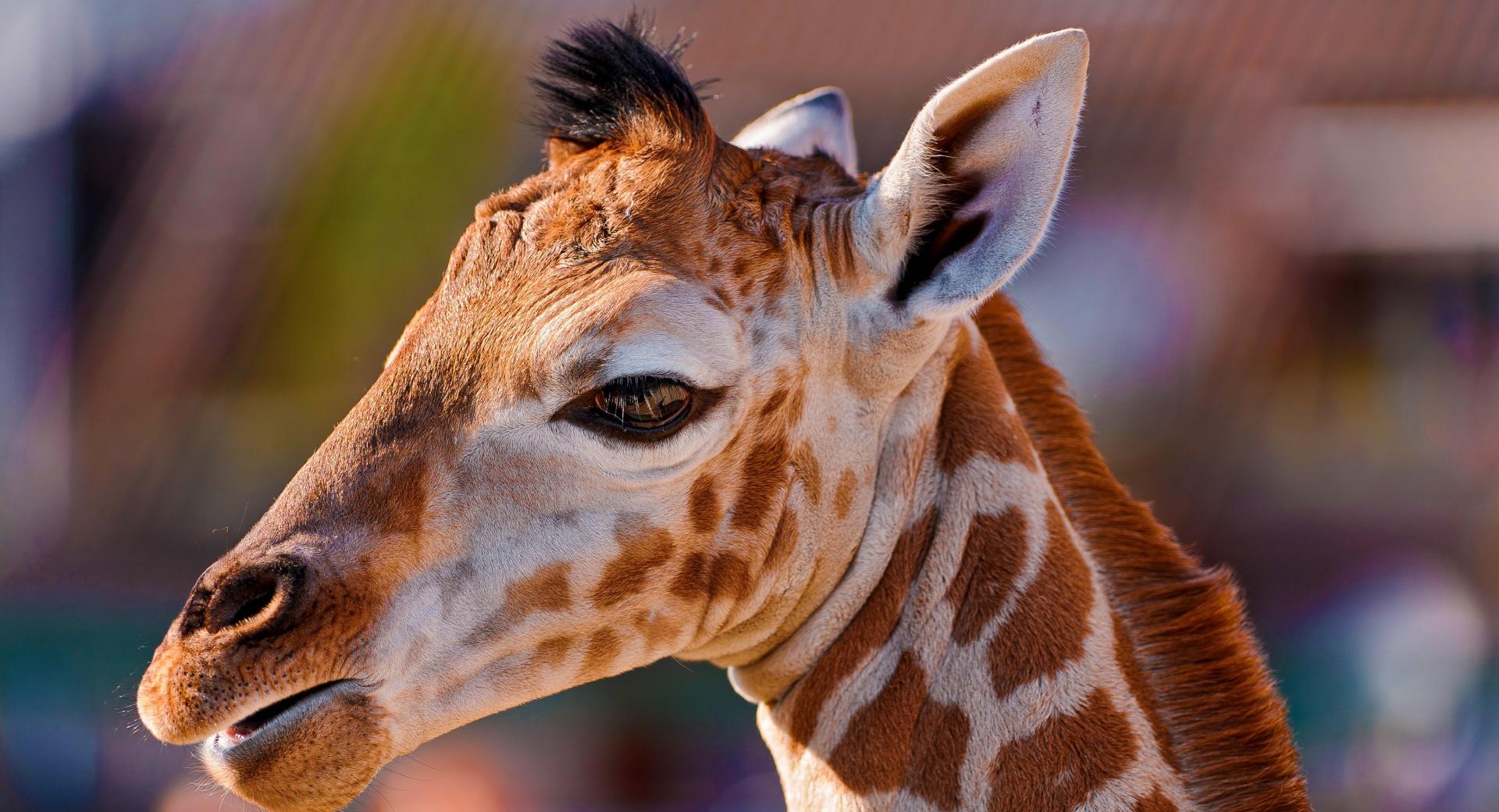 Portrait of a Baby Giraffe at 1024 x 1024 iPad size wallpapers HD quality