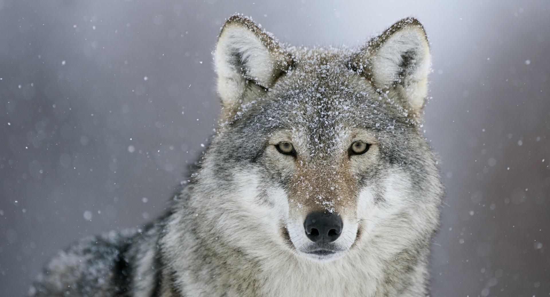 Predator Wolf Snow at 750 x 1334 iPhone 6 size wallpapers HD quality