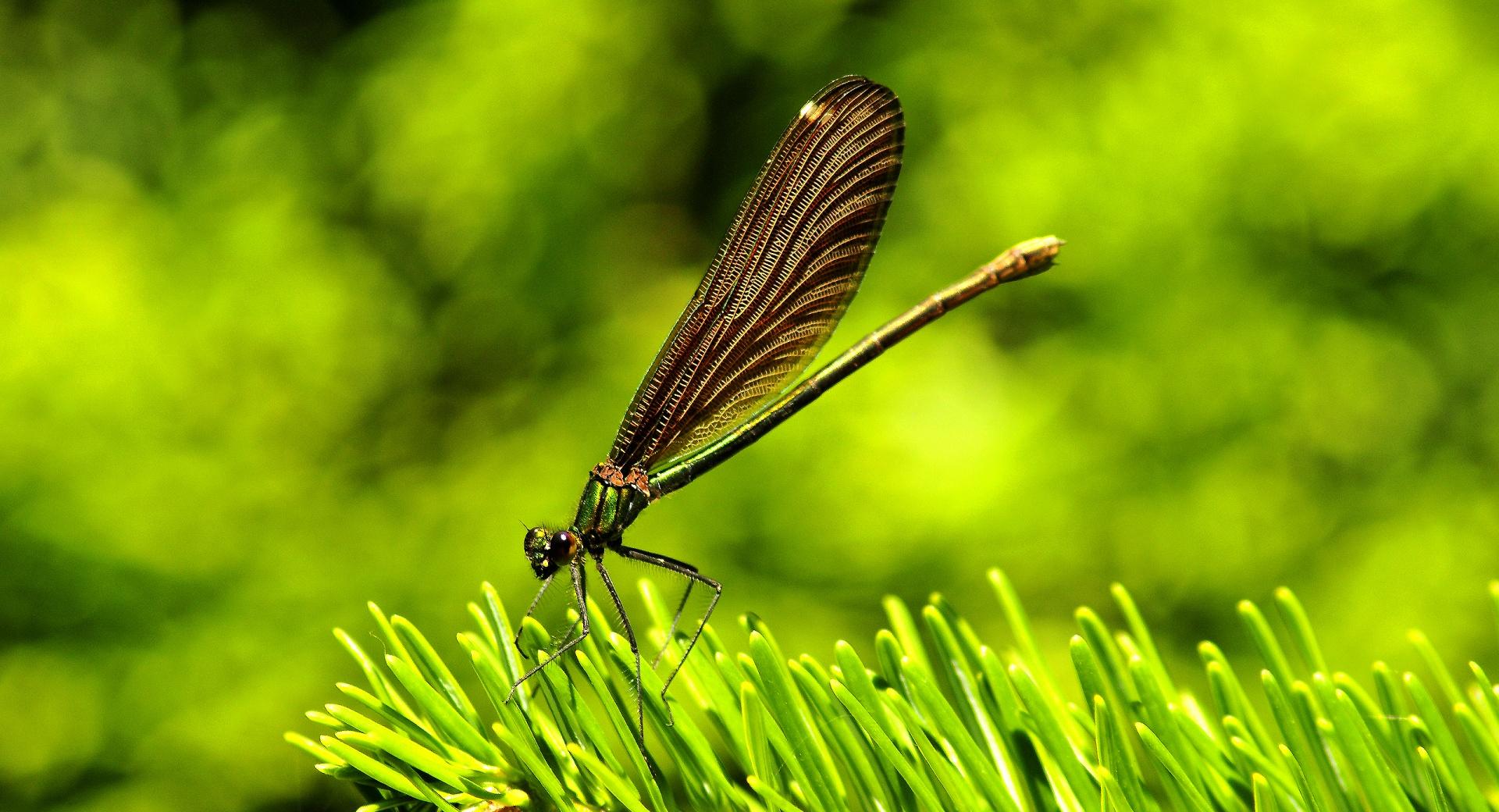 Pretty Dragonfly at 1152 x 864 size wallpapers HD quality