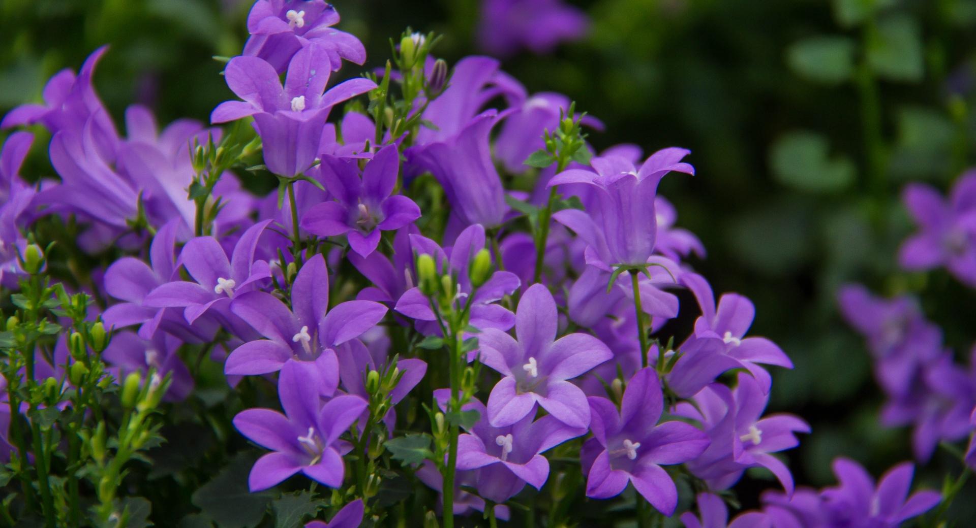 Pretty Purple Flowers at 640 x 1136 iPhone 5 size wallpapers HD quality