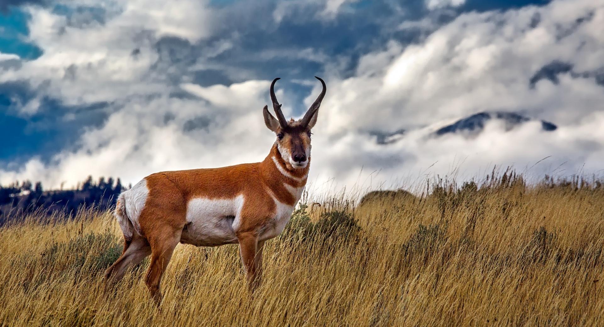 Pronghorn Antelope at 1024 x 1024 iPad size wallpapers HD quality