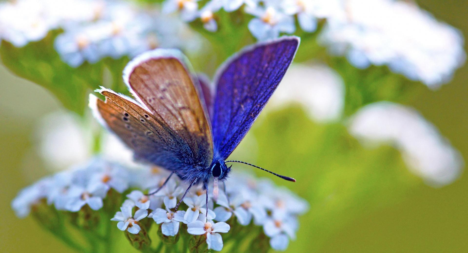 Purple Butterfly wallpapers HD quality