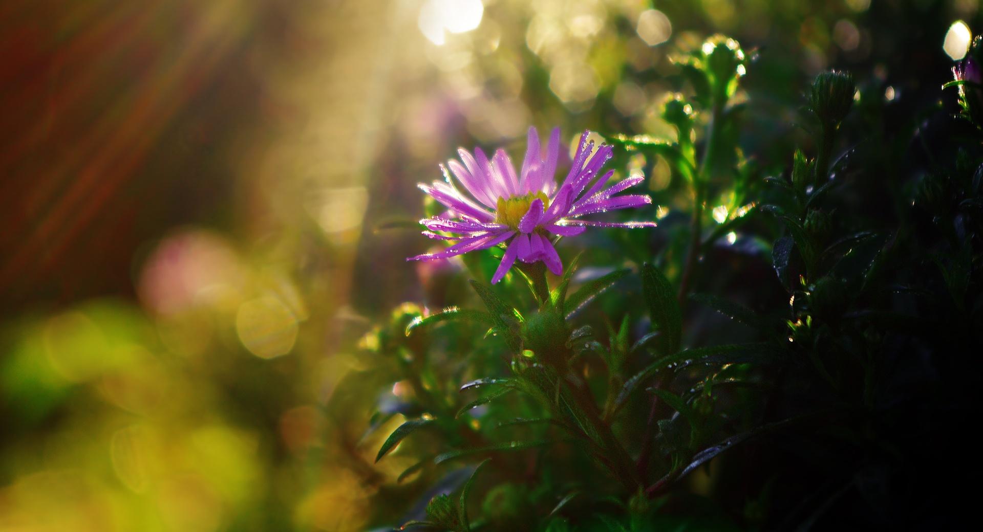 Purple Flower in Sun Rays at 2048 x 2048 iPad size wallpapers HD quality