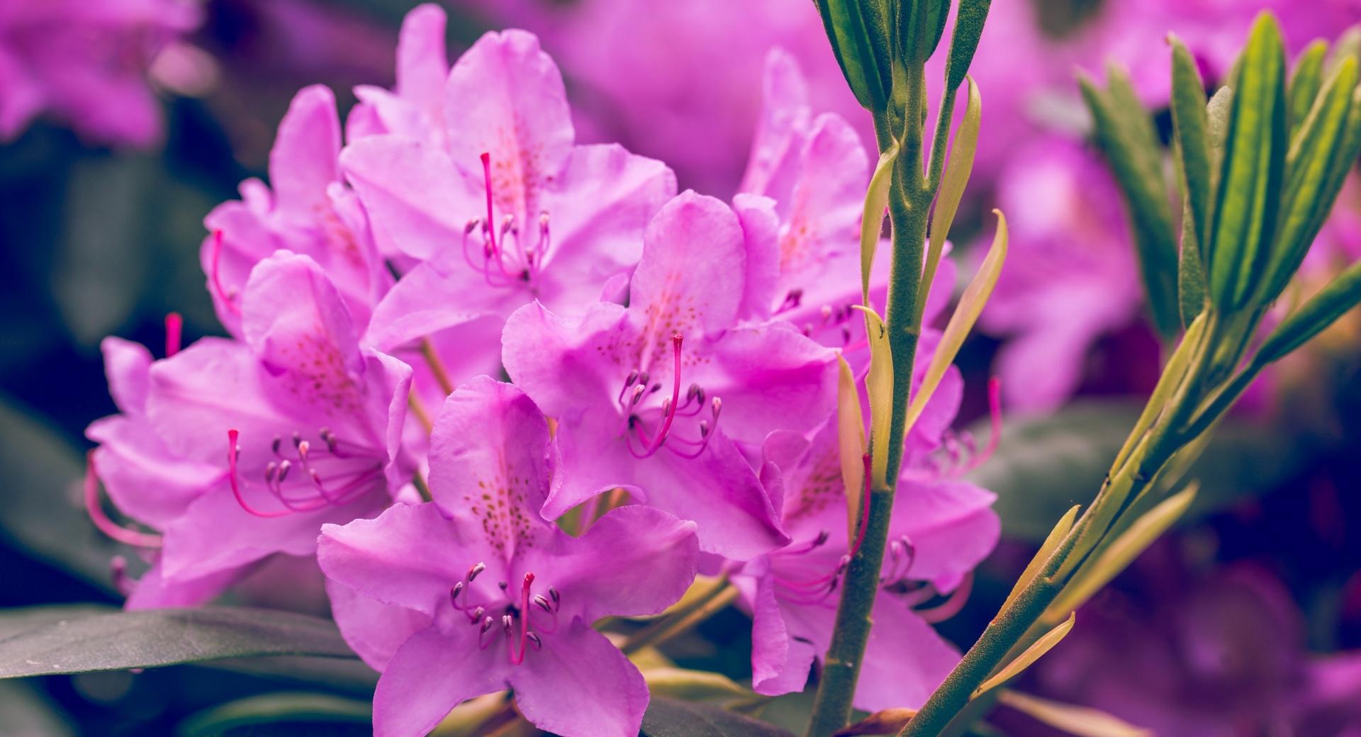 Purple Rhododendron Flower at 1024 x 1024 iPad size wallpapers HD quality