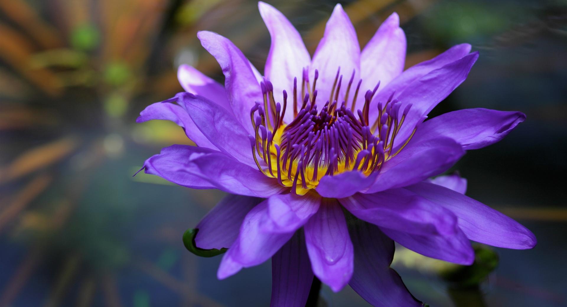 Purple Water Lily at 1024 x 768 size wallpapers HD quality