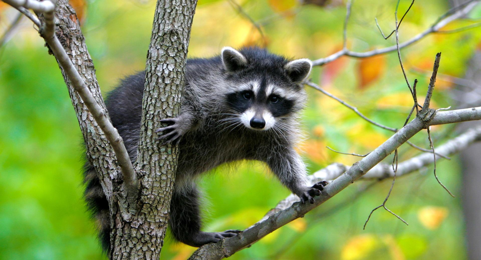 Raccoon In A Tree at 1152 x 864 size wallpapers HD quality
