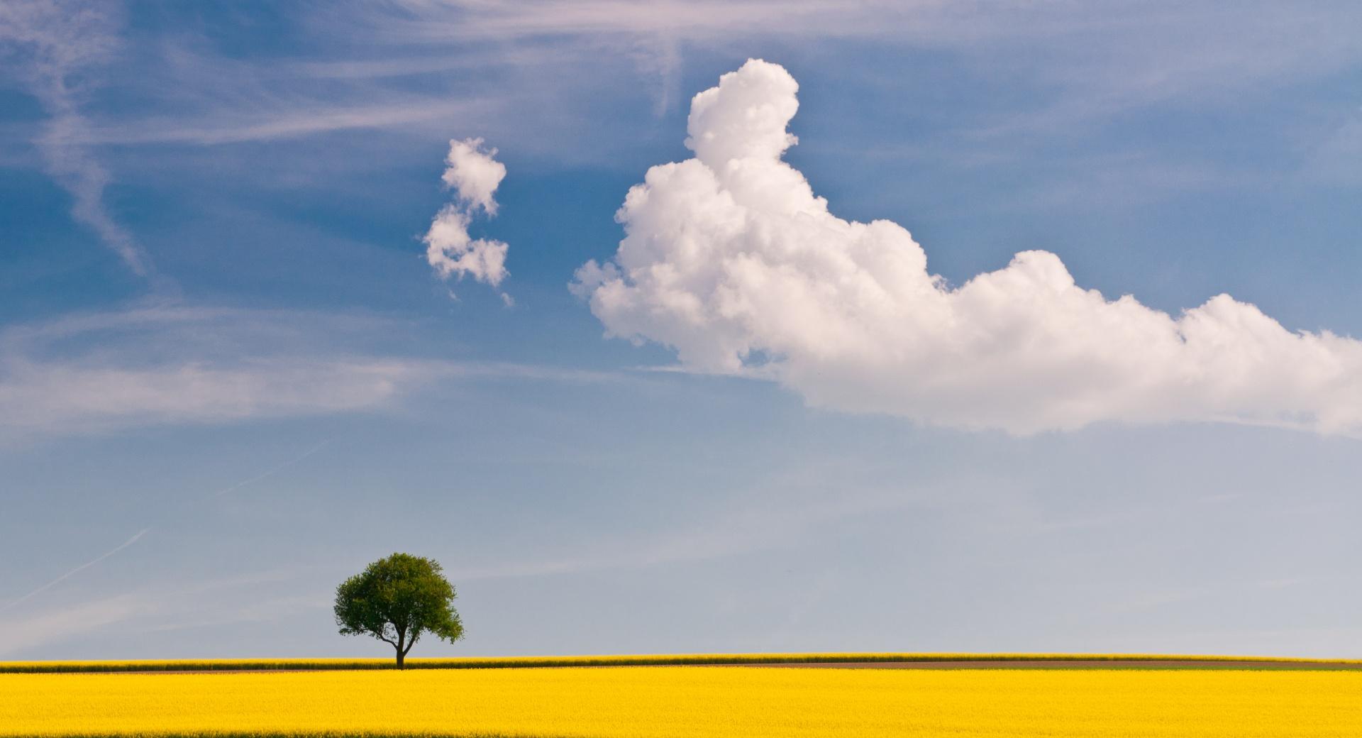 Rape Field and Tree wallpapers HD quality