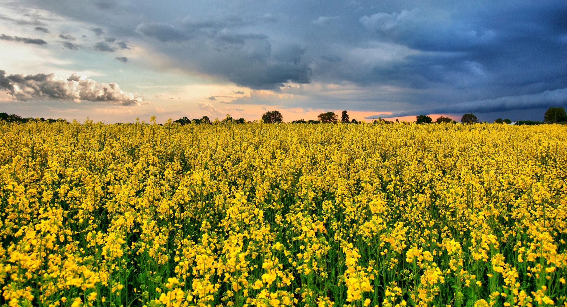 Rape Field HDR at 1024 x 768 size wallpapers HD quality