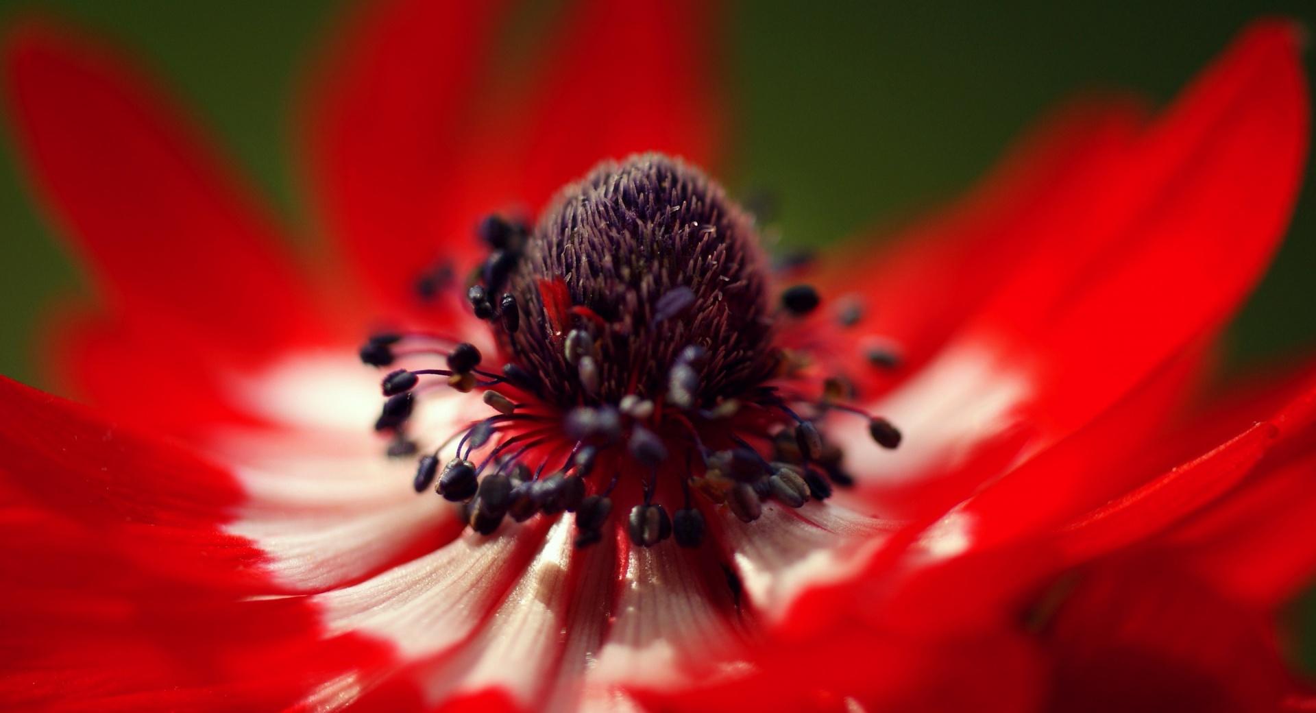 Red Anemone Macro at 1152 x 864 size wallpapers HD quality