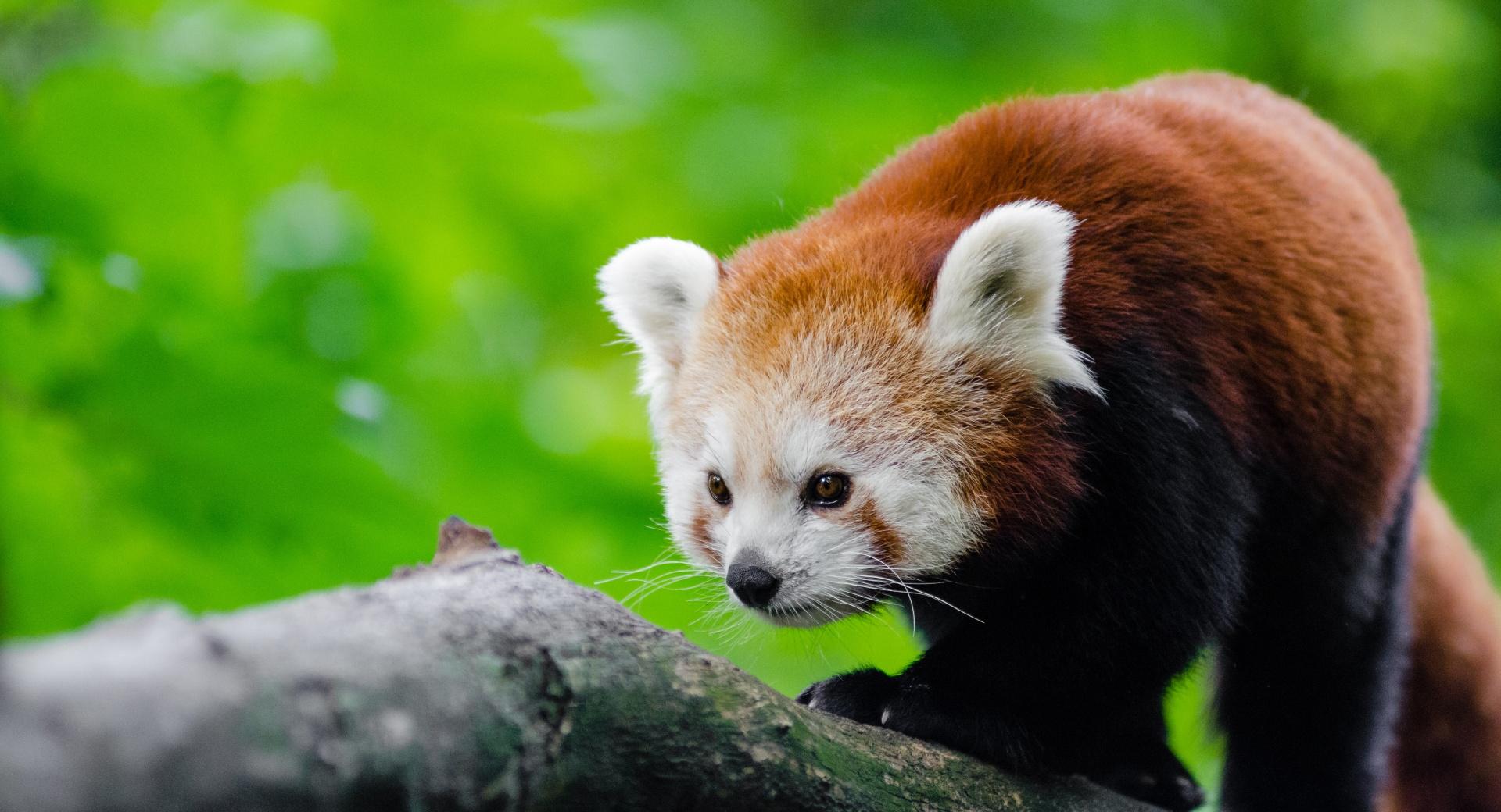 Red Panda In Tree at 750 x 1334 iPhone 6 size wallpapers HD quality