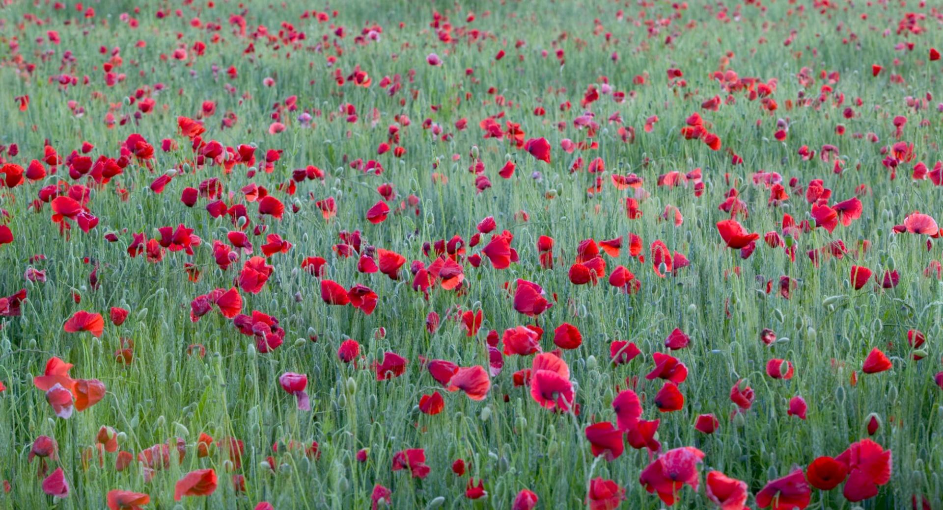 Red Poppies Yonne France at 1152 x 864 size wallpapers HD quality