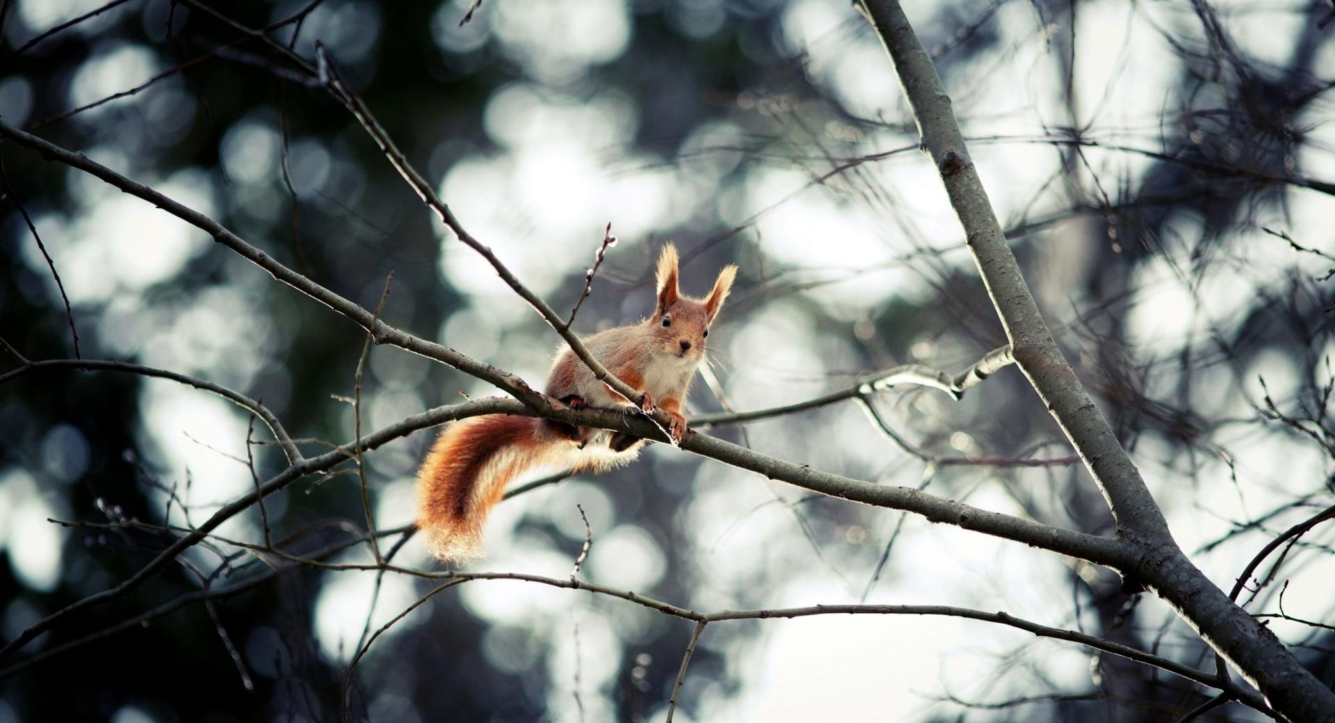 Red Squirrel In Tree at 1334 x 750 iPhone 7 size wallpapers HD quality