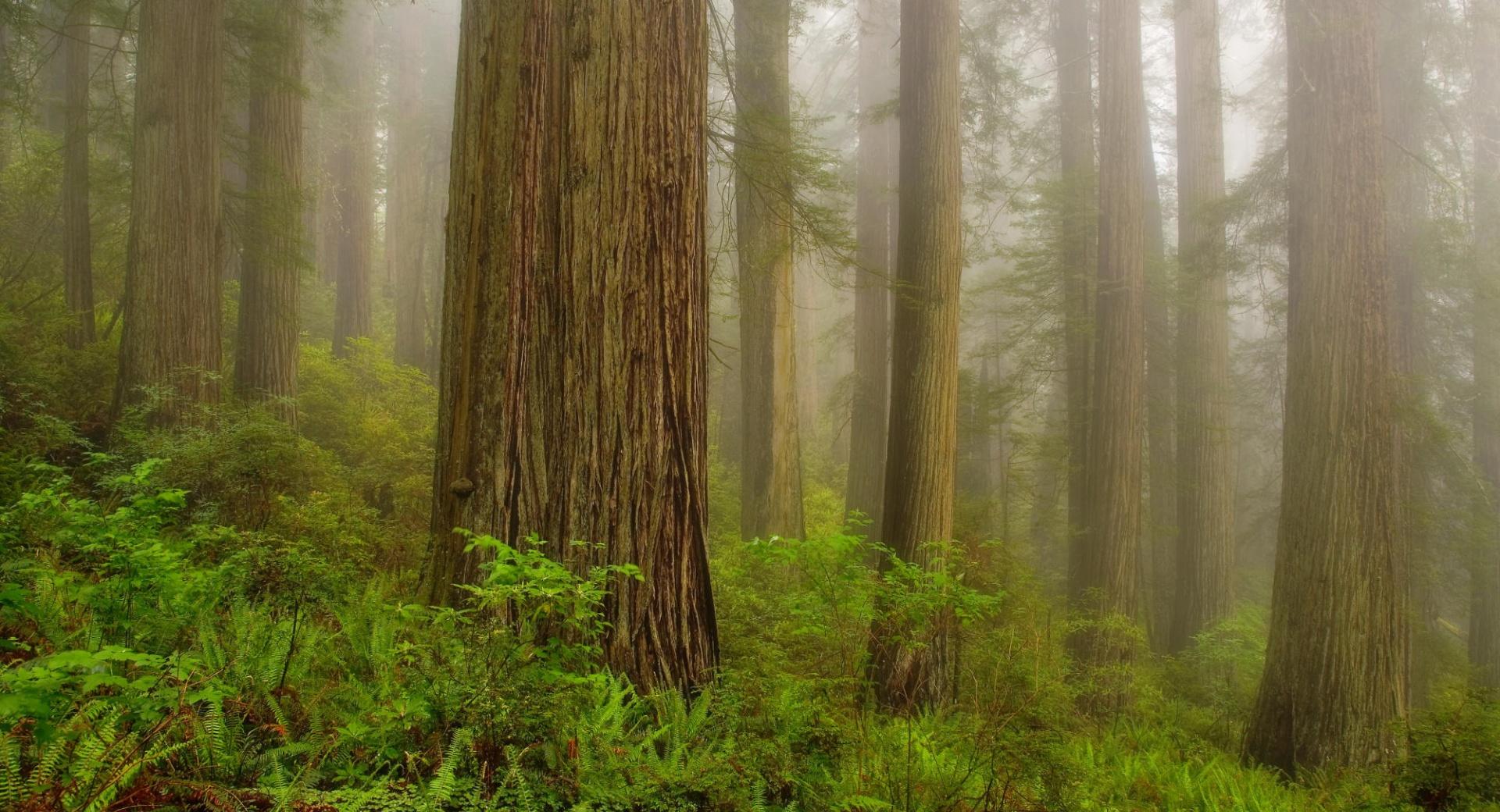 Redwood National Park wallpapers HD quality