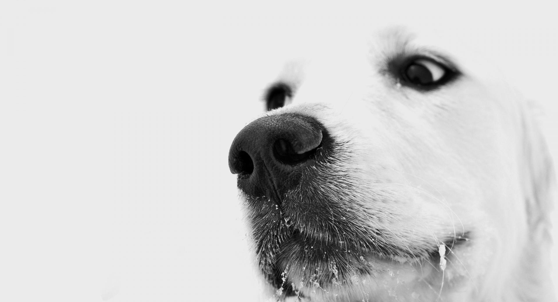 Retriever Closeup at 1280 x 960 size wallpapers HD quality