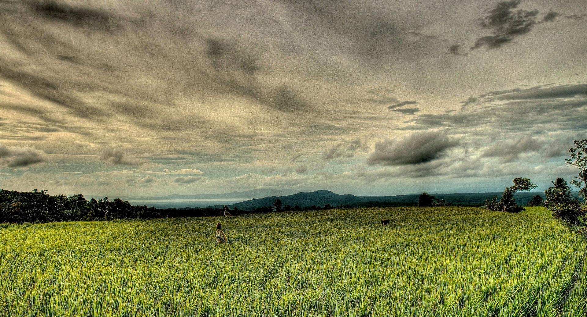 Rice Field HDR at 640 x 960 iPhone 4 size wallpapers HD quality