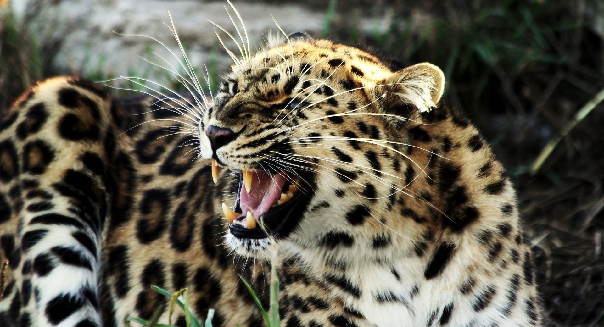 Roaring Leopard at 640 x 1136 iPhone 5 size wallpapers HD quality