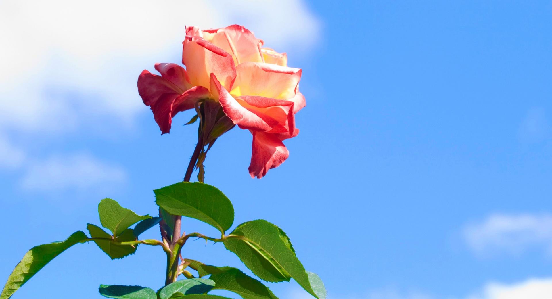 Rose On Blue Sky Background at 640 x 960 iPhone 4 size wallpapers HD quality