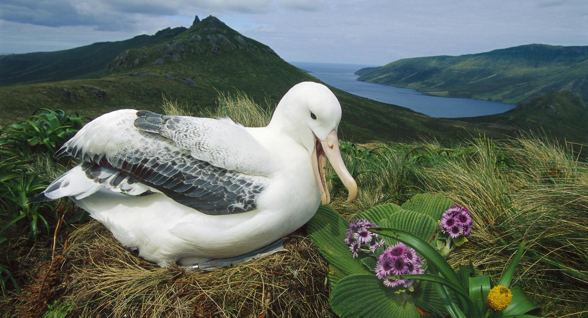Royal Albatross Campbell Island New Zealand at 1152 x 864 size wallpapers HD quality