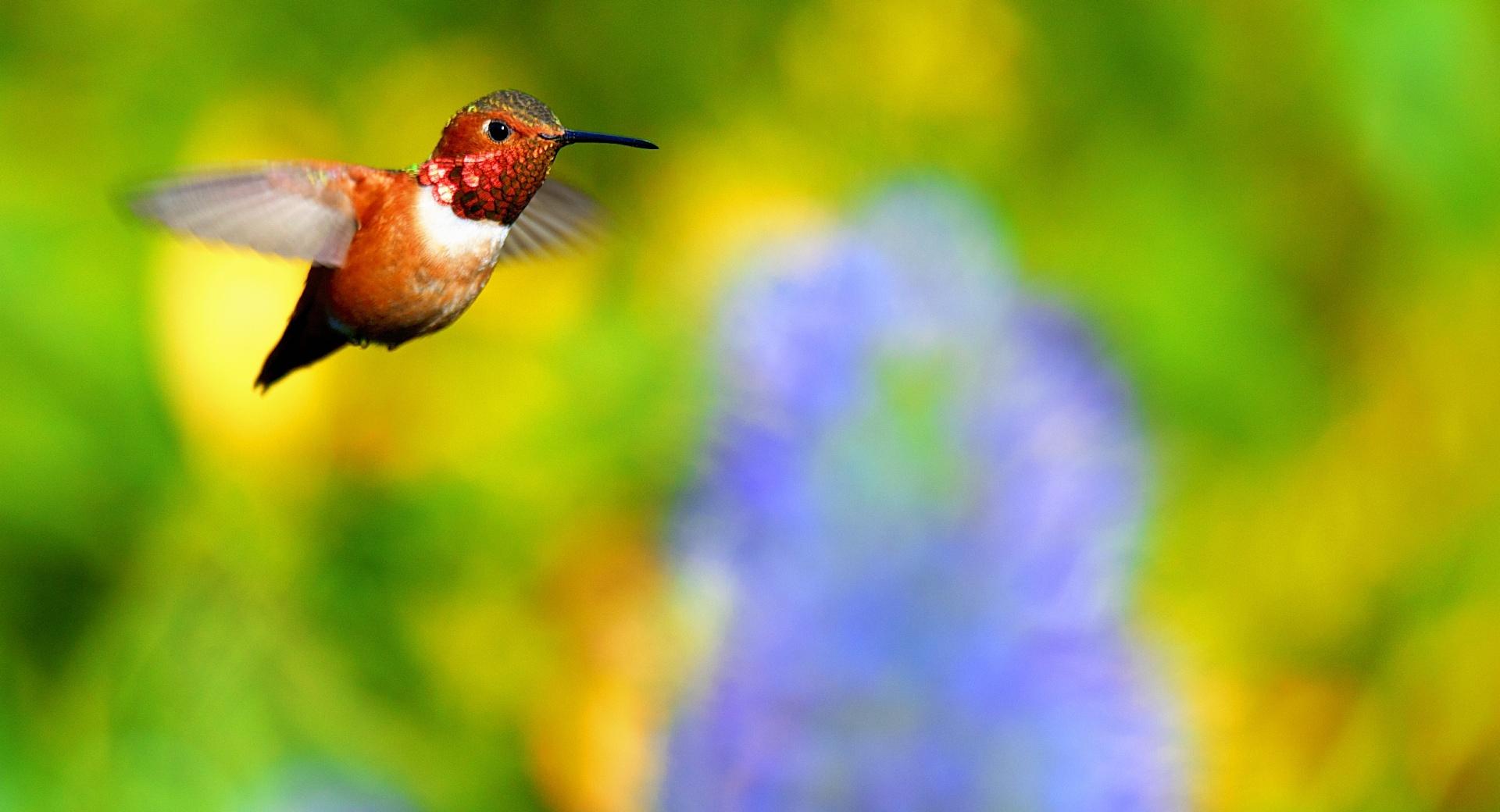 Rufous Hummingbird Flying at 1024 x 1024 iPad size wallpapers HD quality