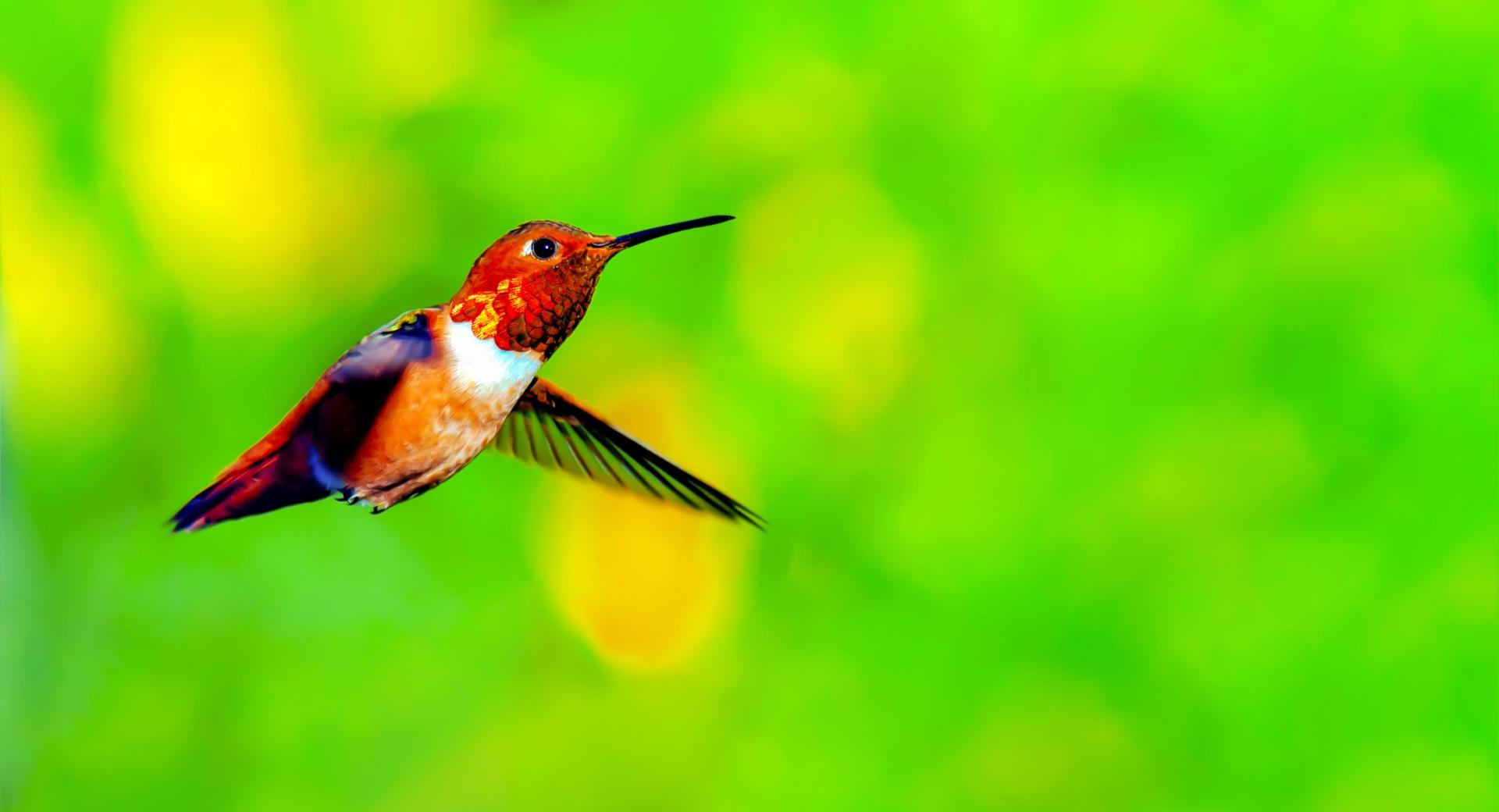 Rufous Hummingbird Male Hovering in Mid air at 640 x 960 iPhone 4 size wallpapers HD quality