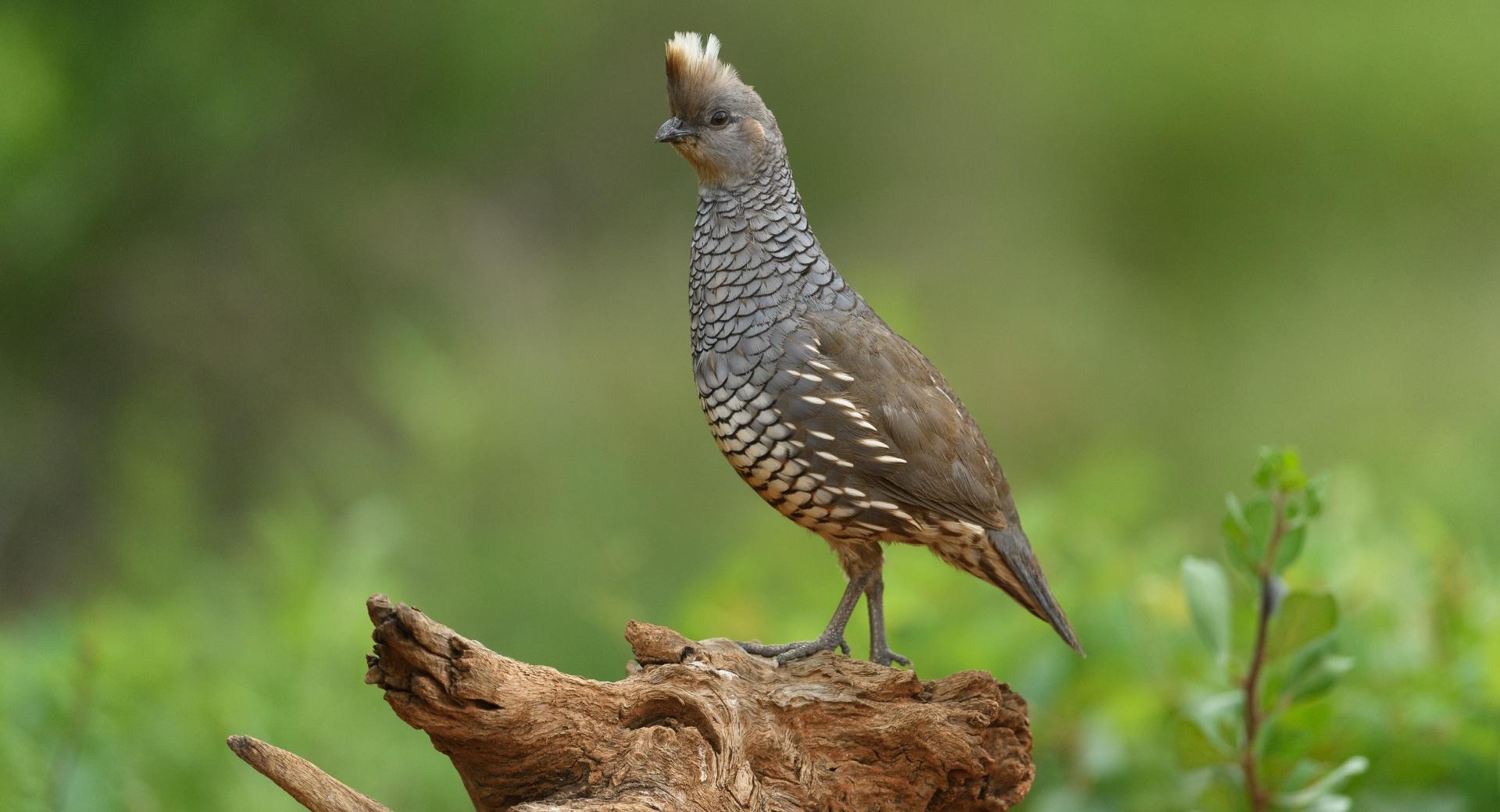 Scaled Quail bird at 750 x 1334 iPhone 6 size wallpapers HD quality