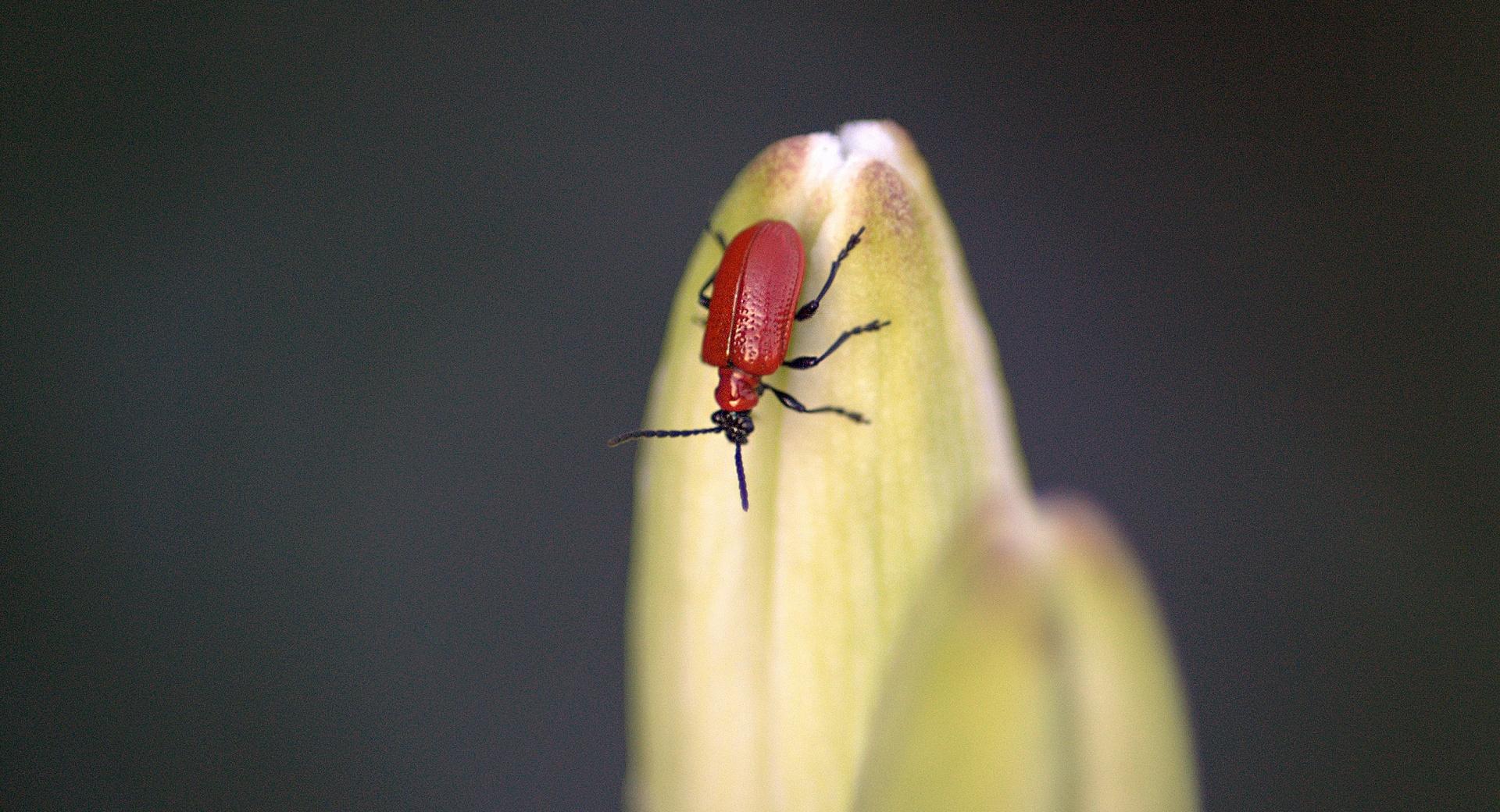 Scarlet Lily Beetle wallpapers HD quality