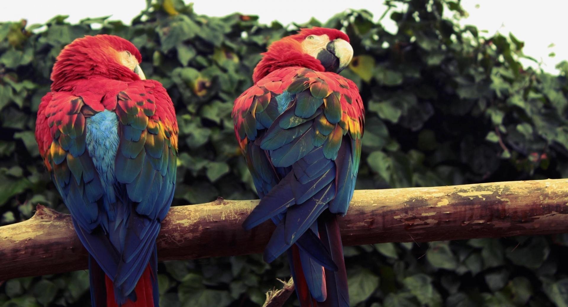 Scarlet Macaw Parrots at 640 x 1136 iPhone 5 size wallpapers HD quality