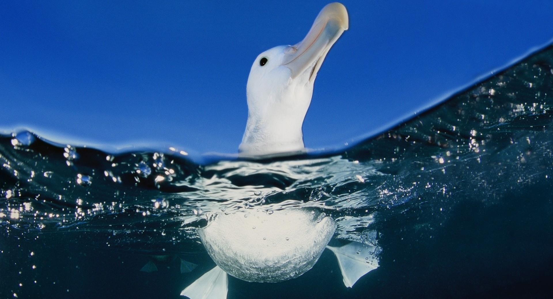 Seagull In Water at 640 x 960 iPhone 4 size wallpapers HD quality