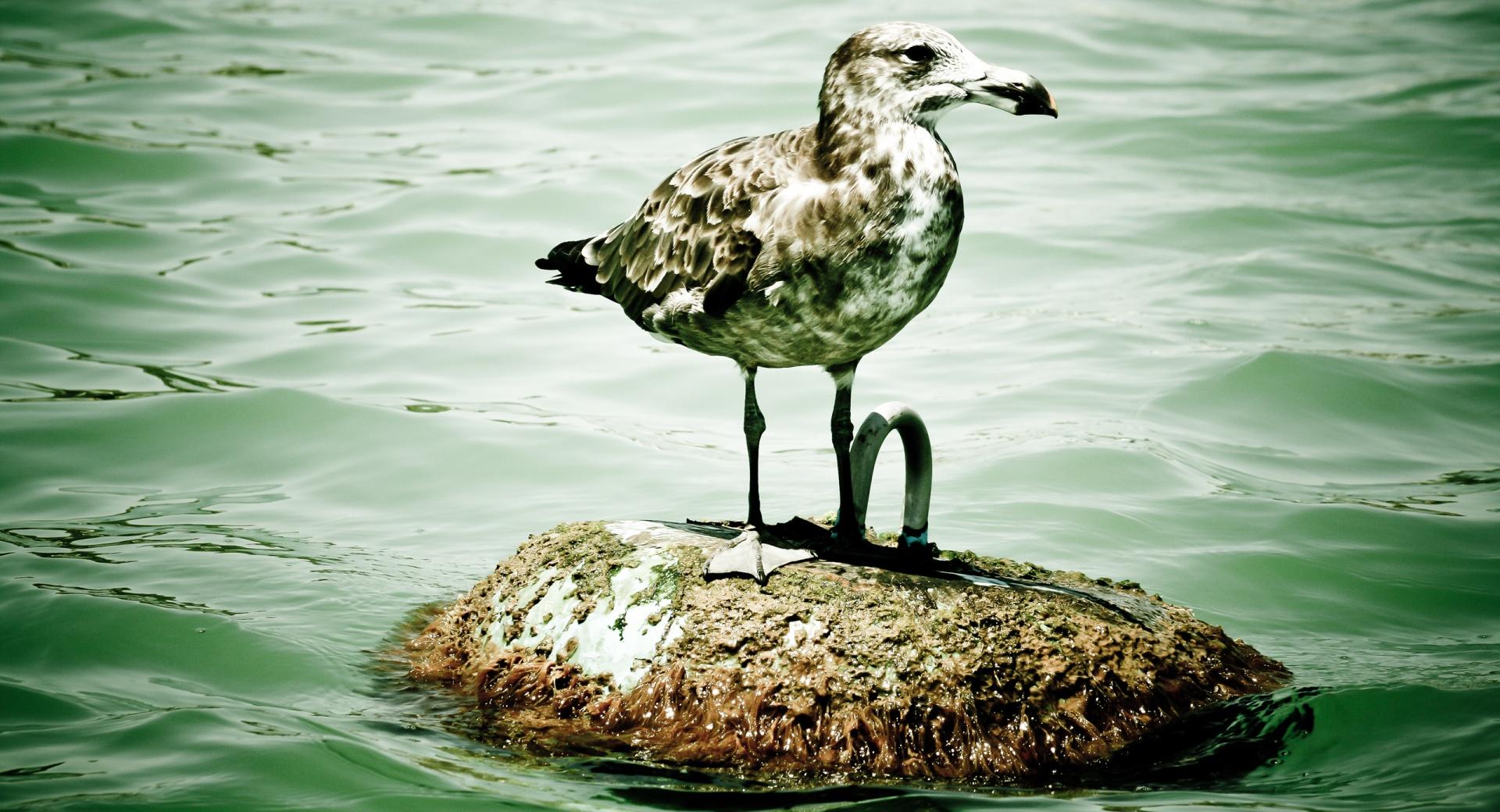 Seagull On A Buoy at 640 x 1136 iPhone 5 size wallpapers HD quality