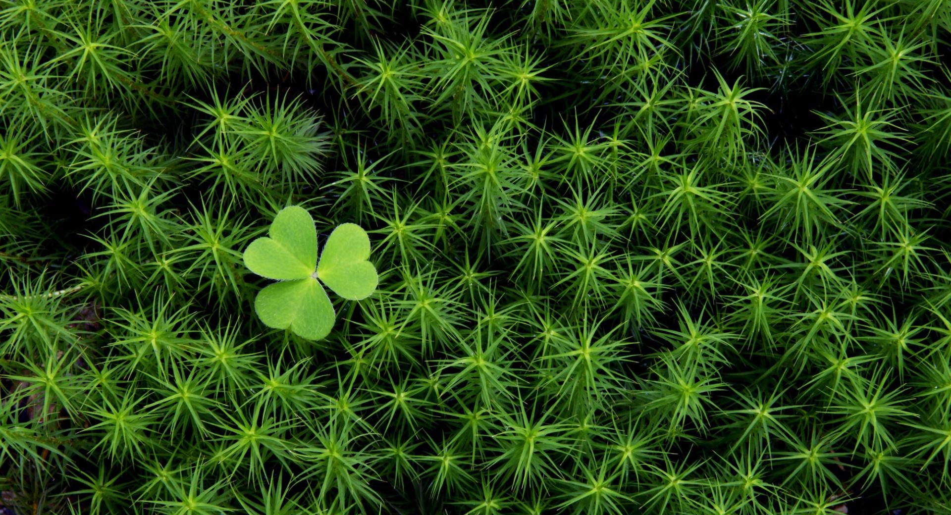 Shamrock And Irish Moss at 320 x 480 iPhone size wallpapers HD quality