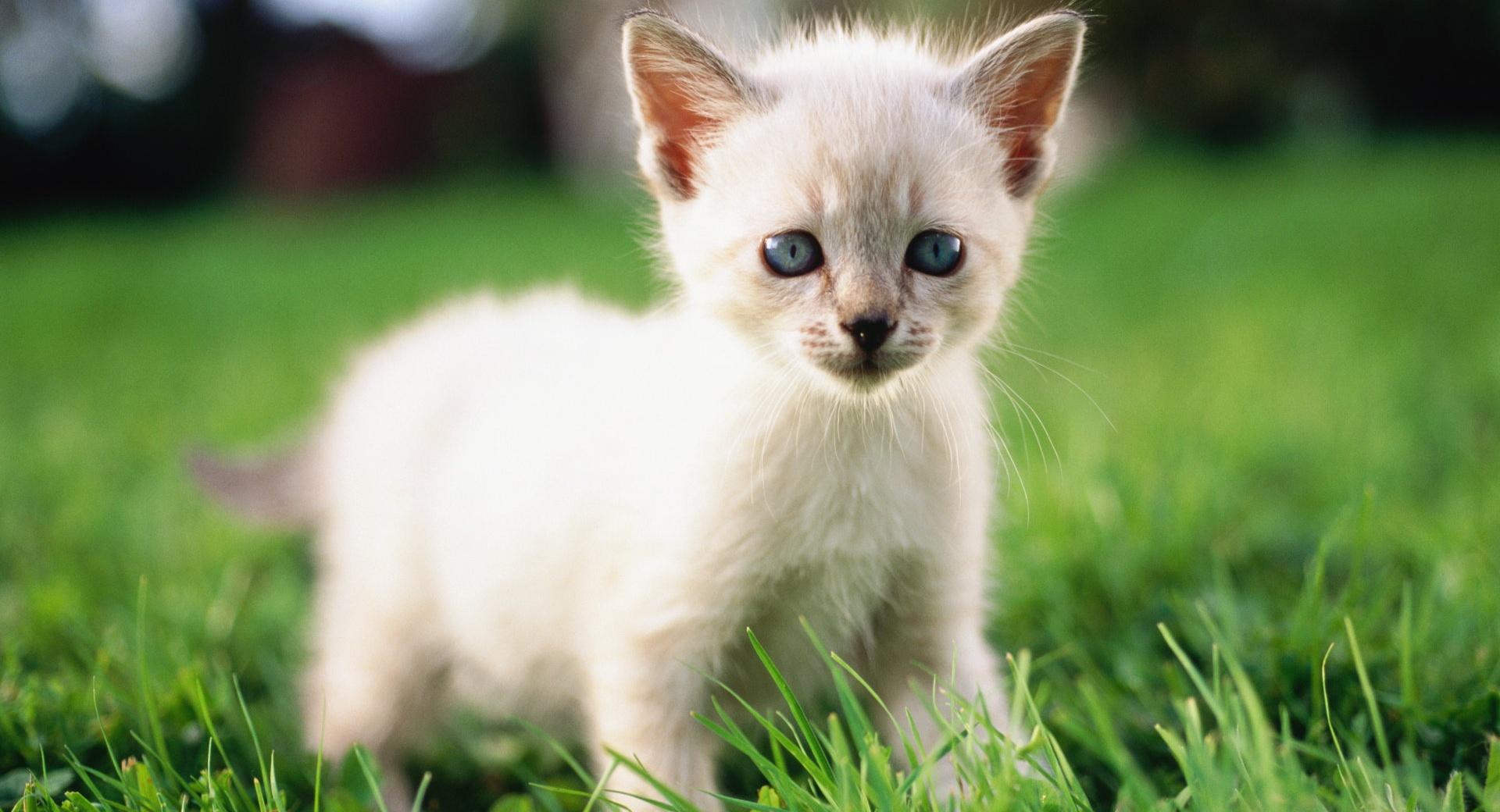 Siamese Kitty at 640 x 1136 iPhone 5 size wallpapers HD quality