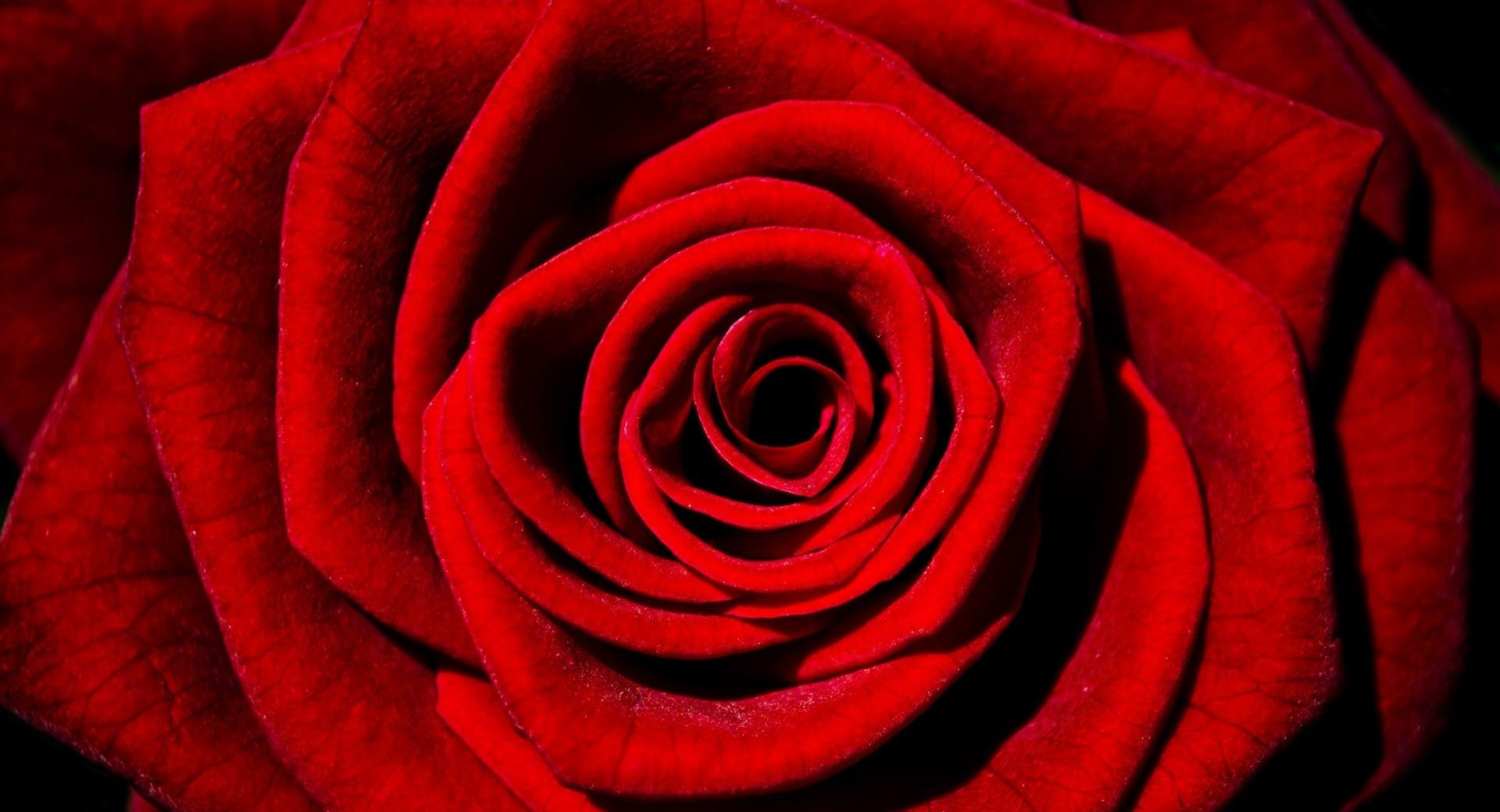 Single Red Rose at 1334 x 750 iPhone 7 size wallpapers HD quality