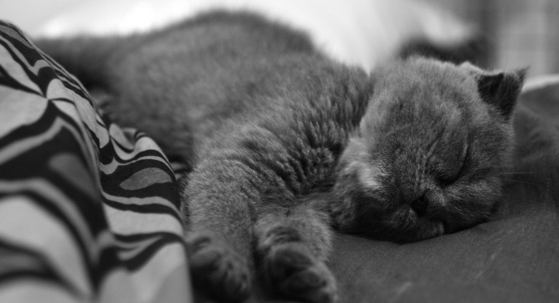 Sleeping Cat at 640 x 960 iPhone 4 size wallpapers HD quality