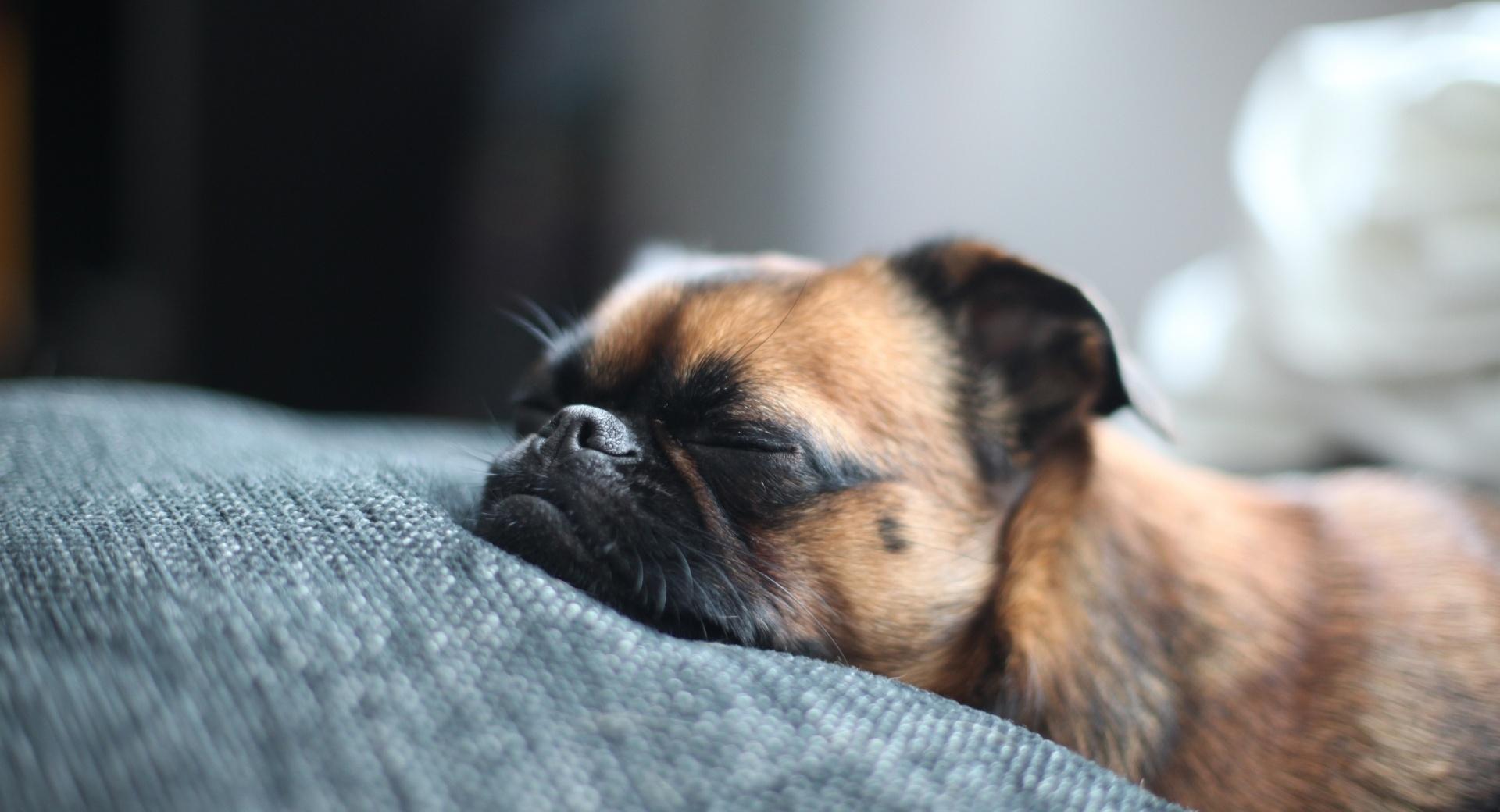 Sleeping Dog at 1280 x 960 size wallpapers HD quality